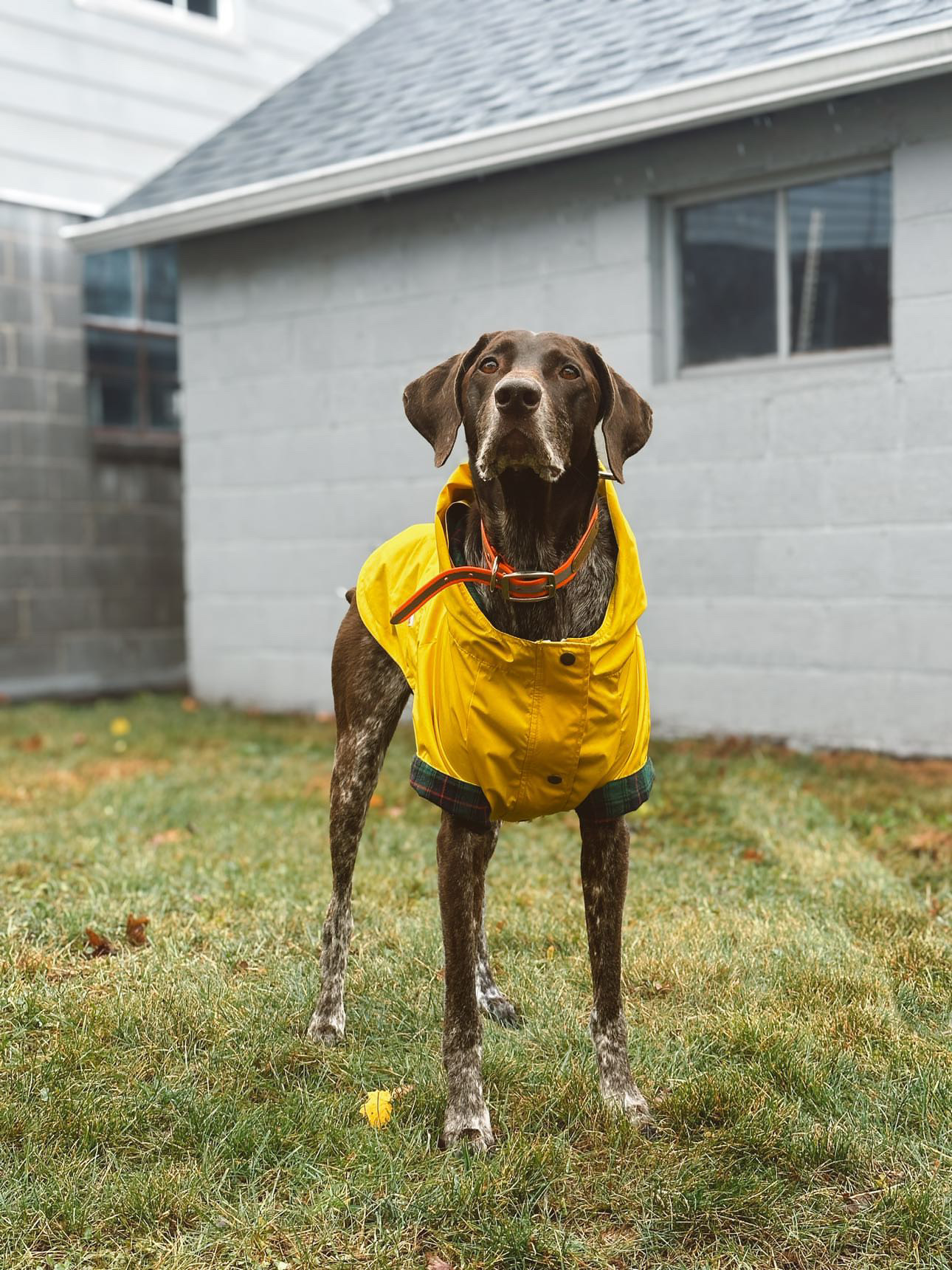 Milltown Brand Facebook ad: Shop our Best-selling Dog Rain Jackets Now!