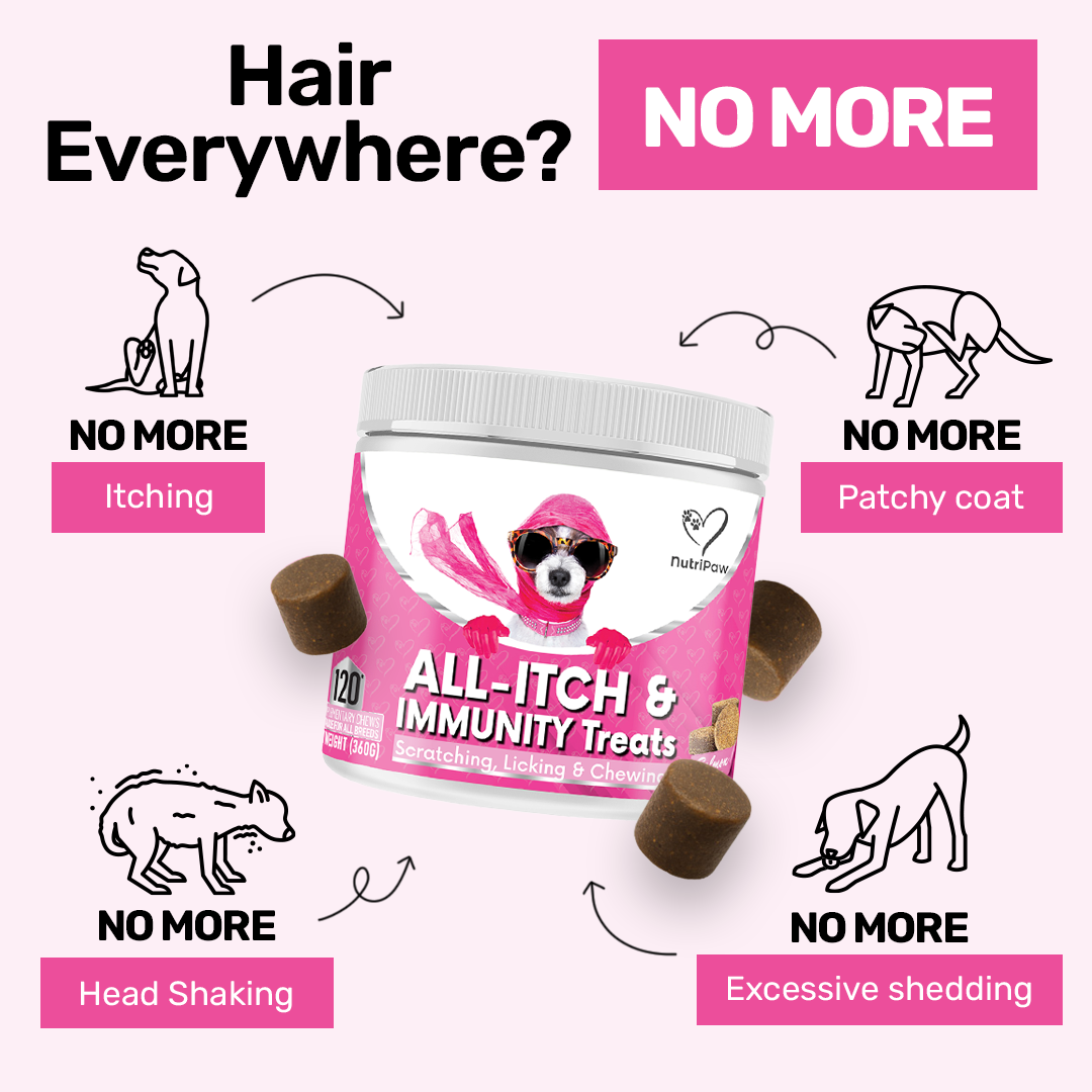 Healthy Dog 24/7 Facebook ad