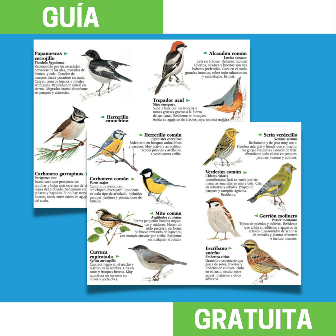 SEO/BirdLife Facebook ad: ¡Conviértete en un experto de aves!