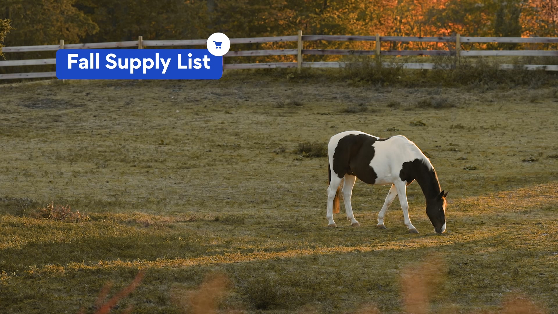 Chewy Facebook ad: Fall horse supplies