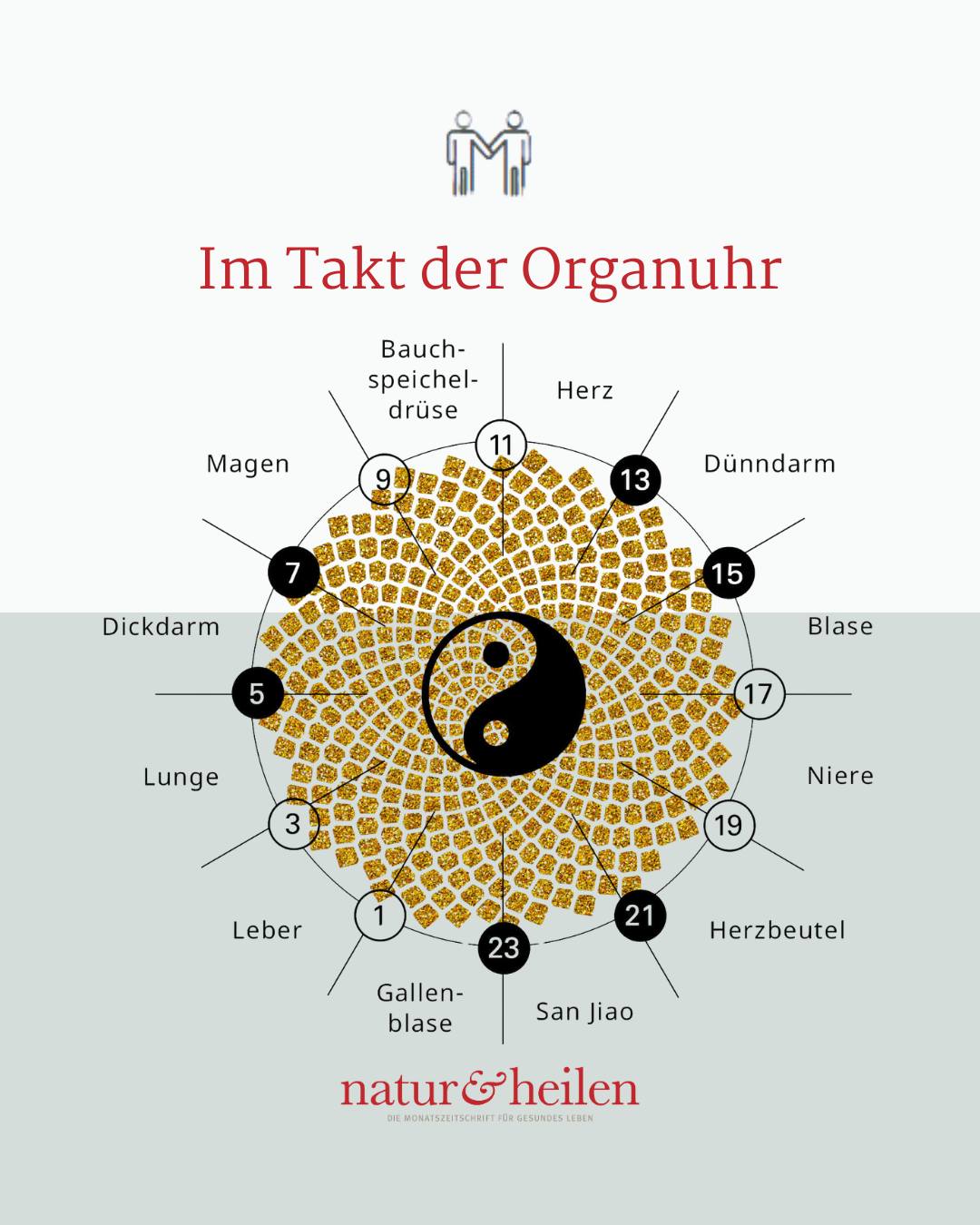 Natur & Heilen Facebook ad: Die Organuhr gibt den Takt an