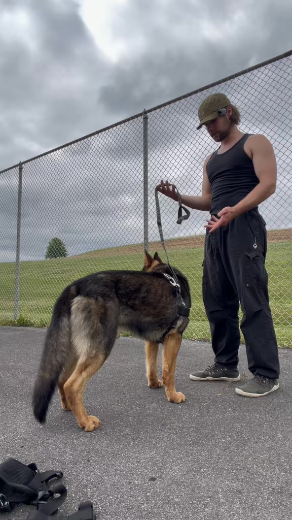Dog Friendly Co. Facebook ad: Rated #1 By Dog Owners