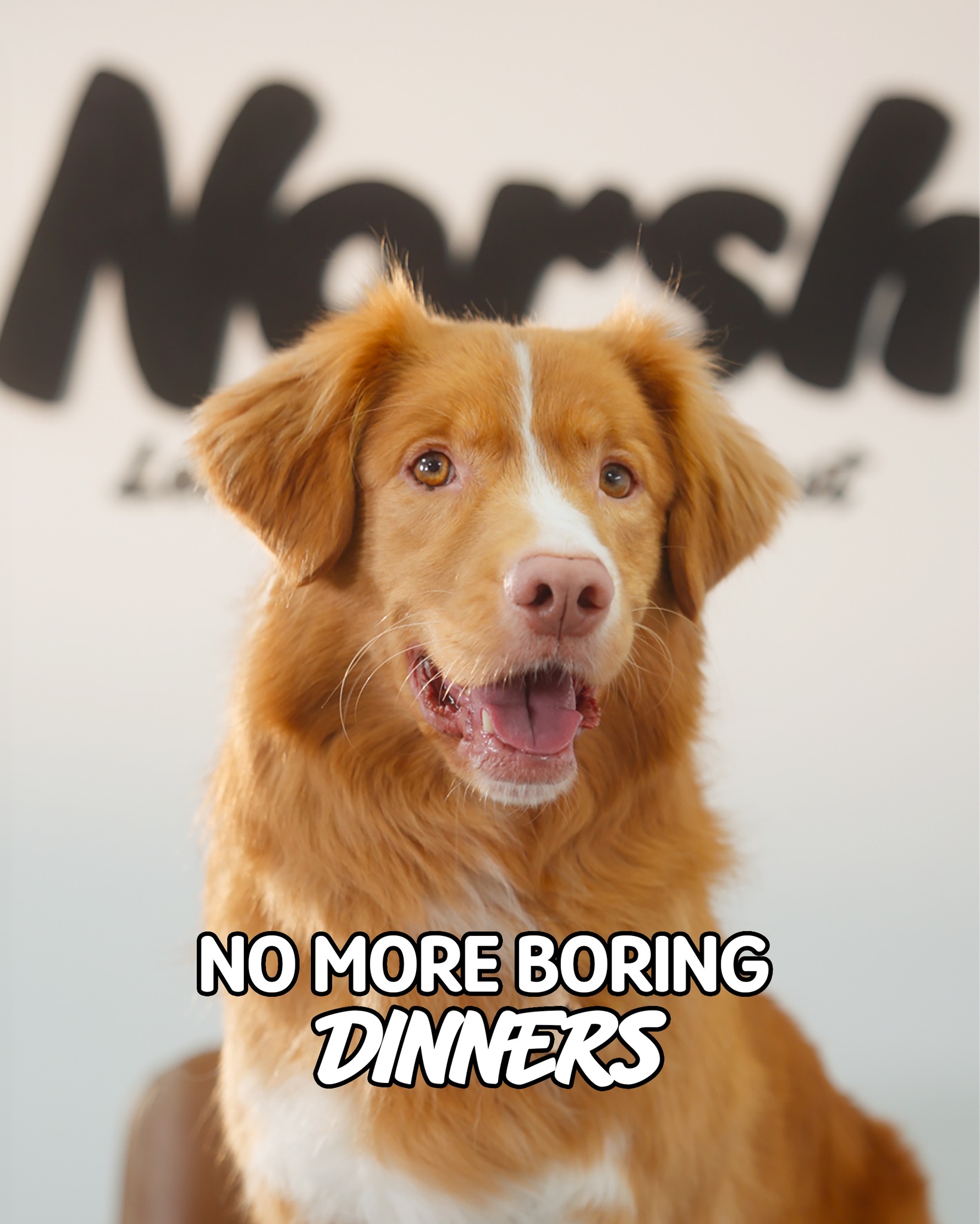 Norsh Pet Foods Facebook ad