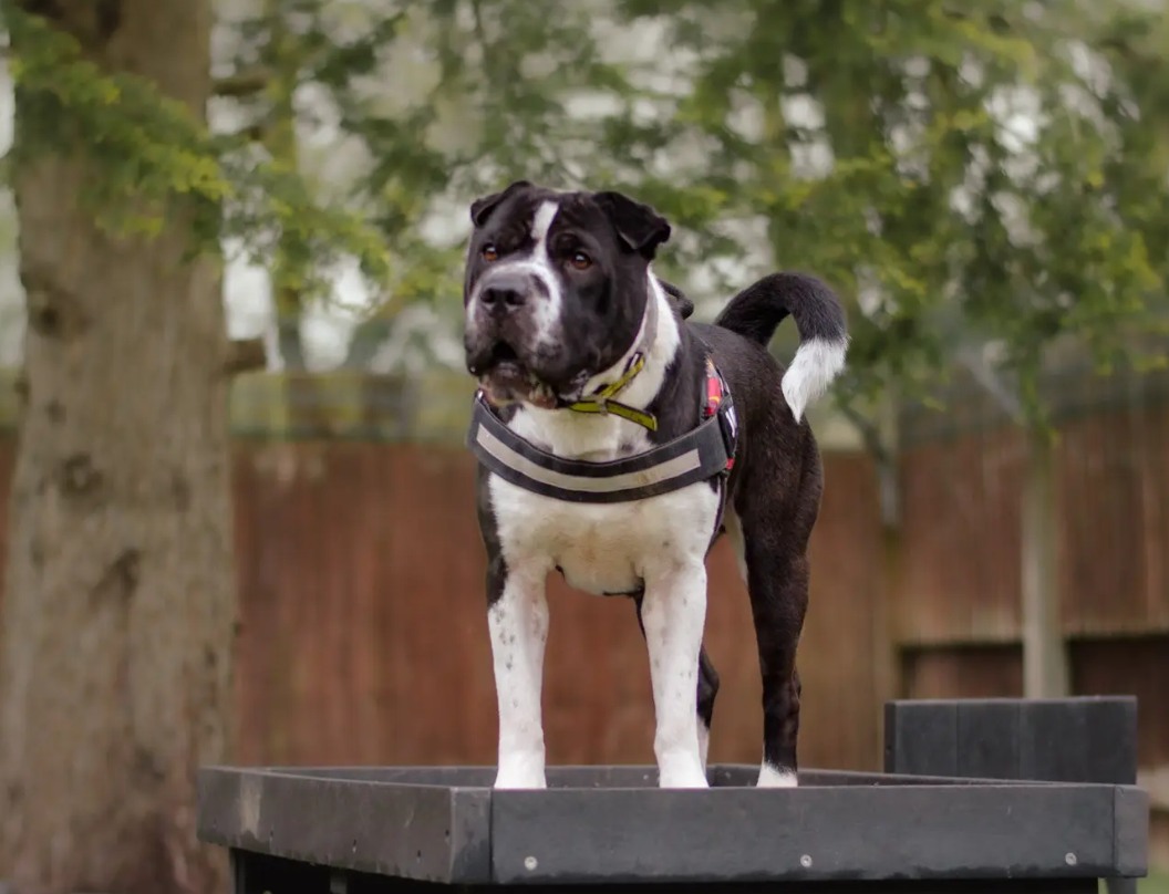 Dogs Trust Facebook ad