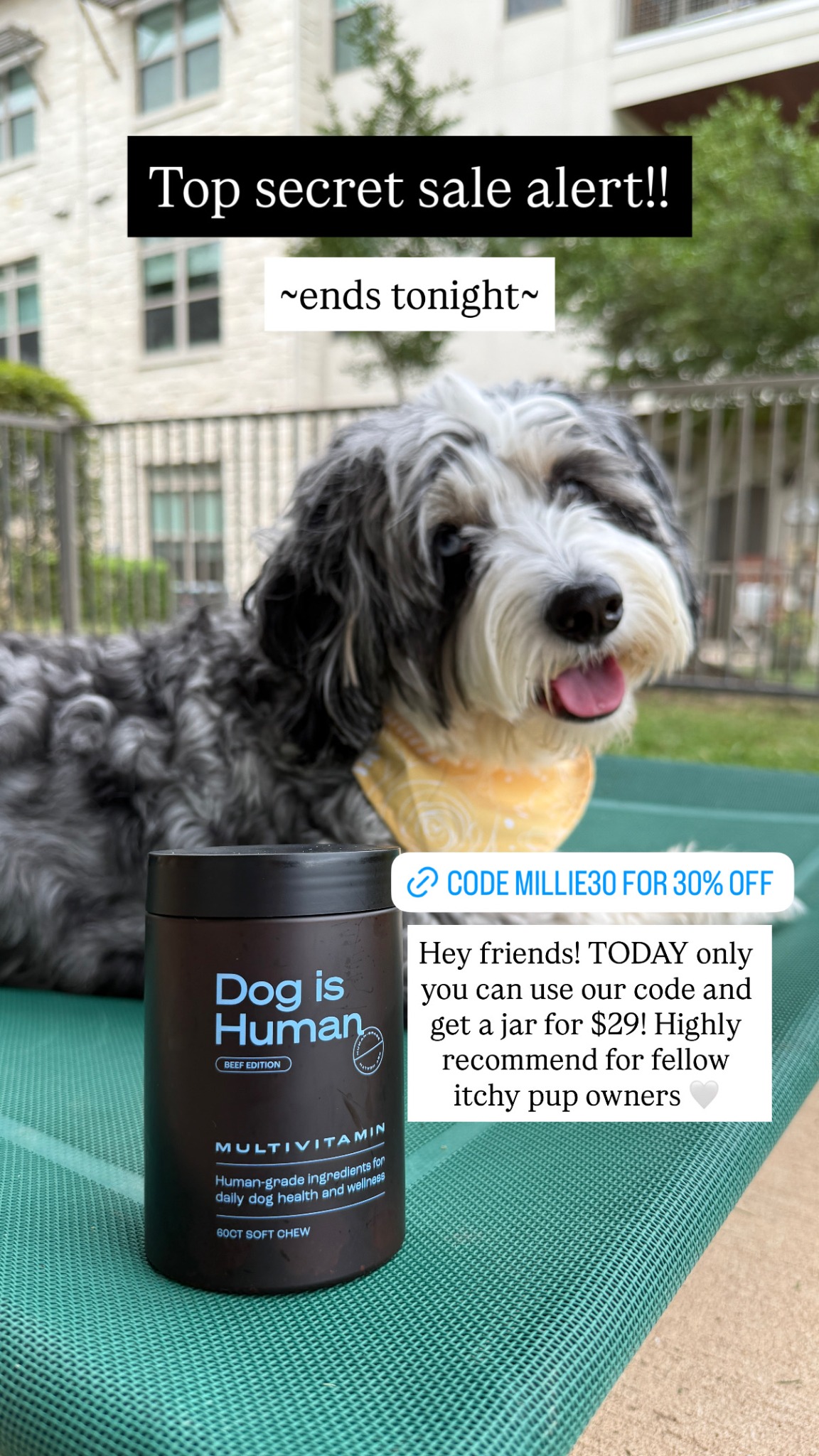 Dog is Human Facebook ad