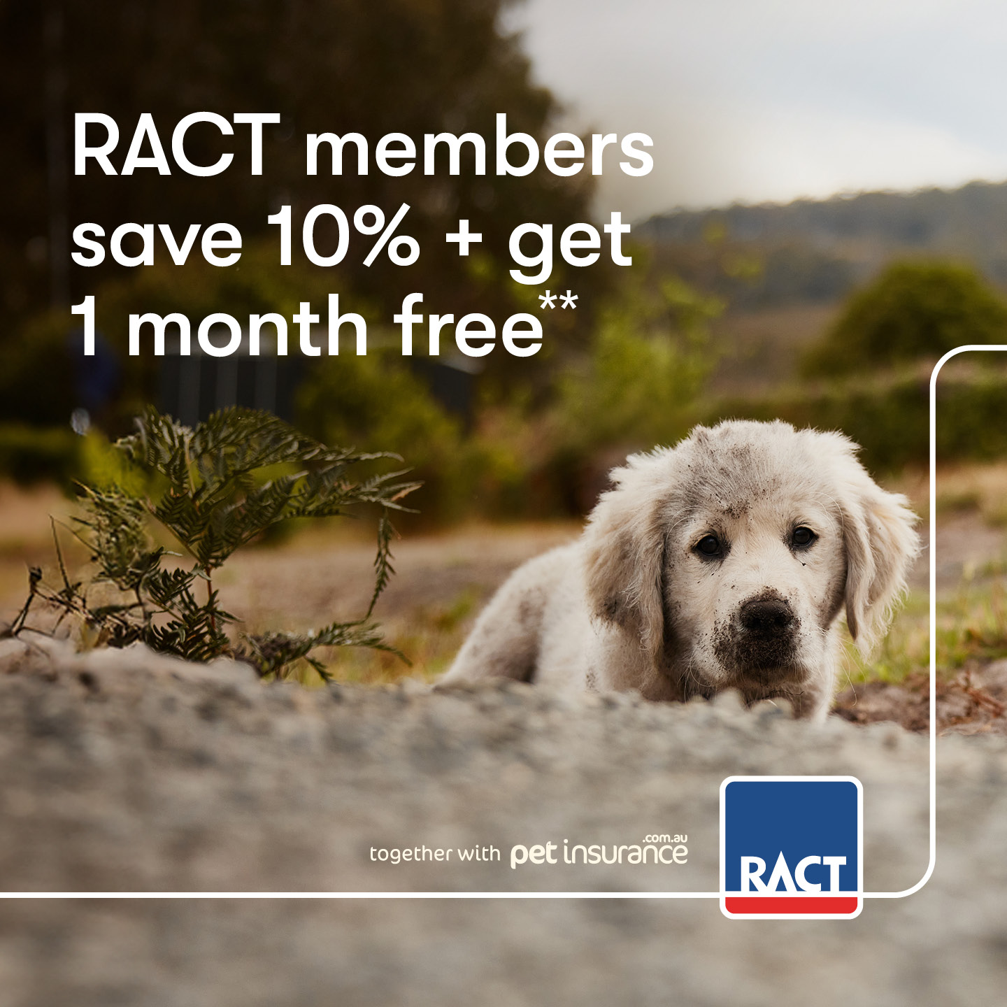 RACT Facebook ad: Dog Insurance