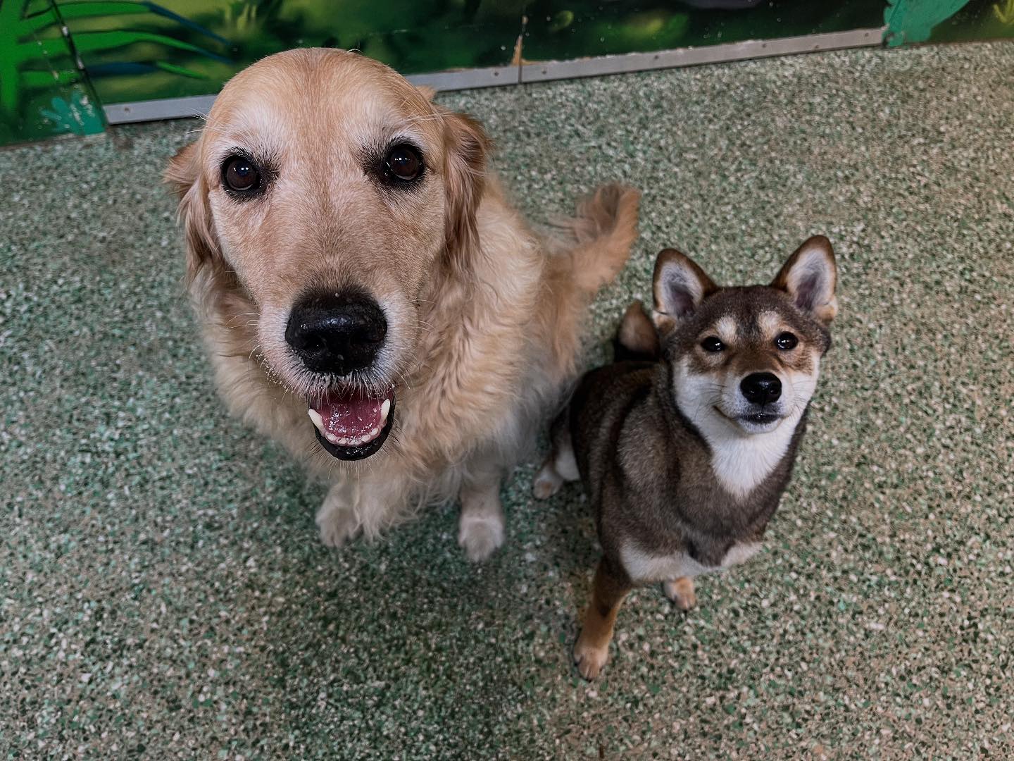 Paddington Pups Facebook ad: Paddington Pups, Queensland's premier doggy daycare