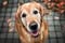 Best Dog Products 2026