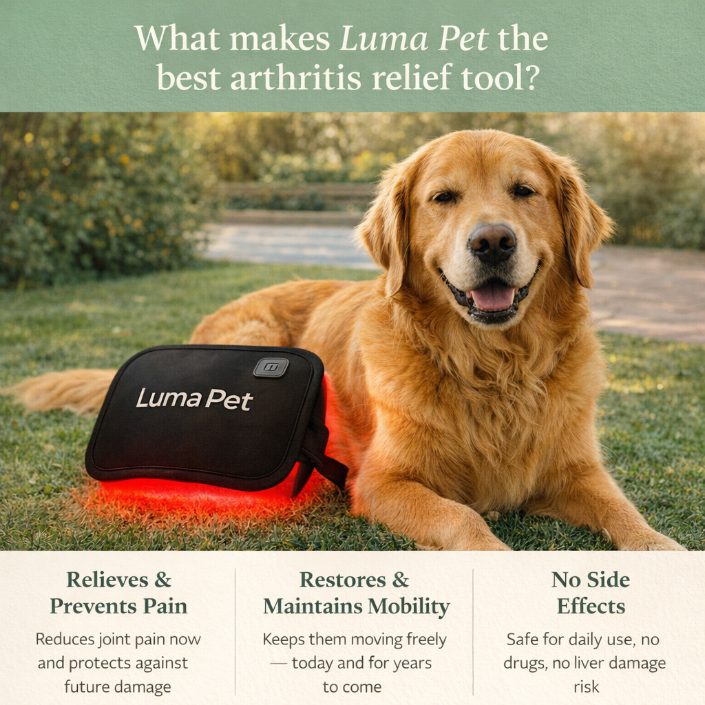 Life With Emma & Pup Facebook ad