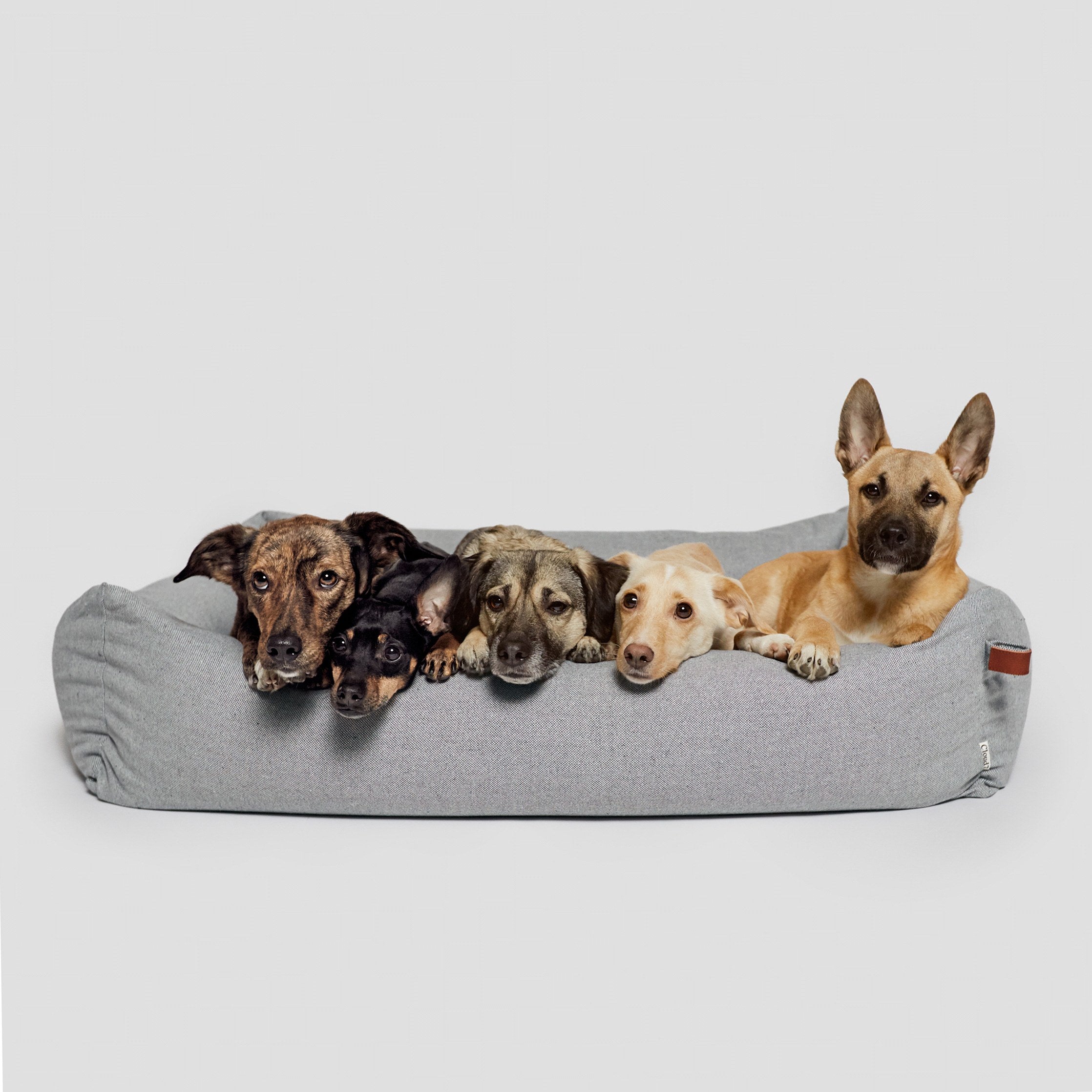 Cloud7 Facebook ad: Everything dogs really need.