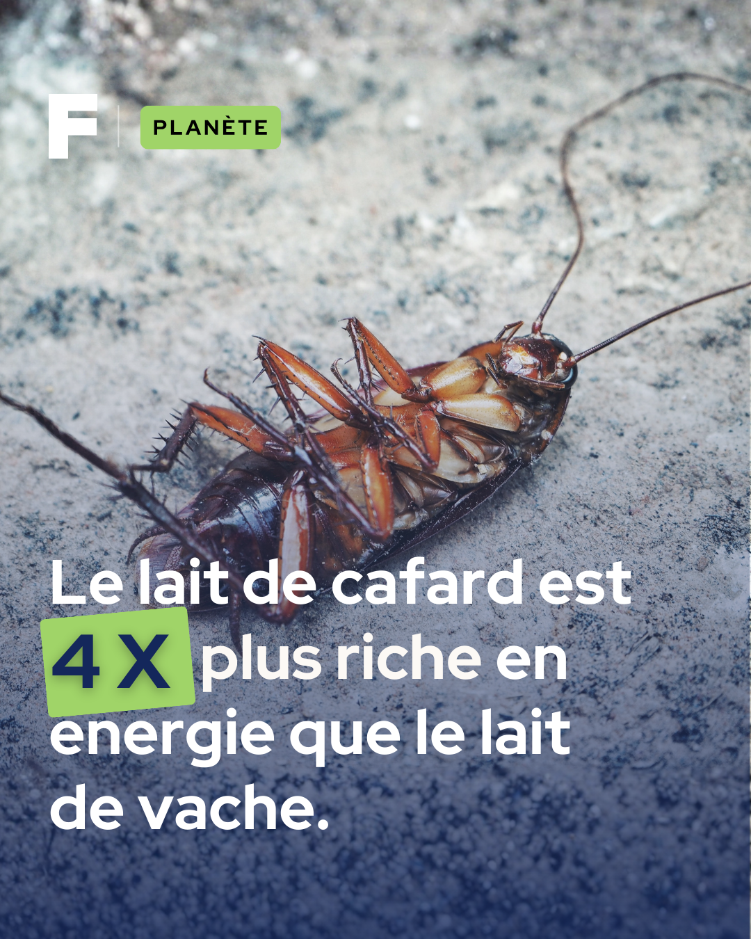 Futura - Explorer la planète Facebook ad: Des chercheurs indiens ont découvert que le Diploptera…