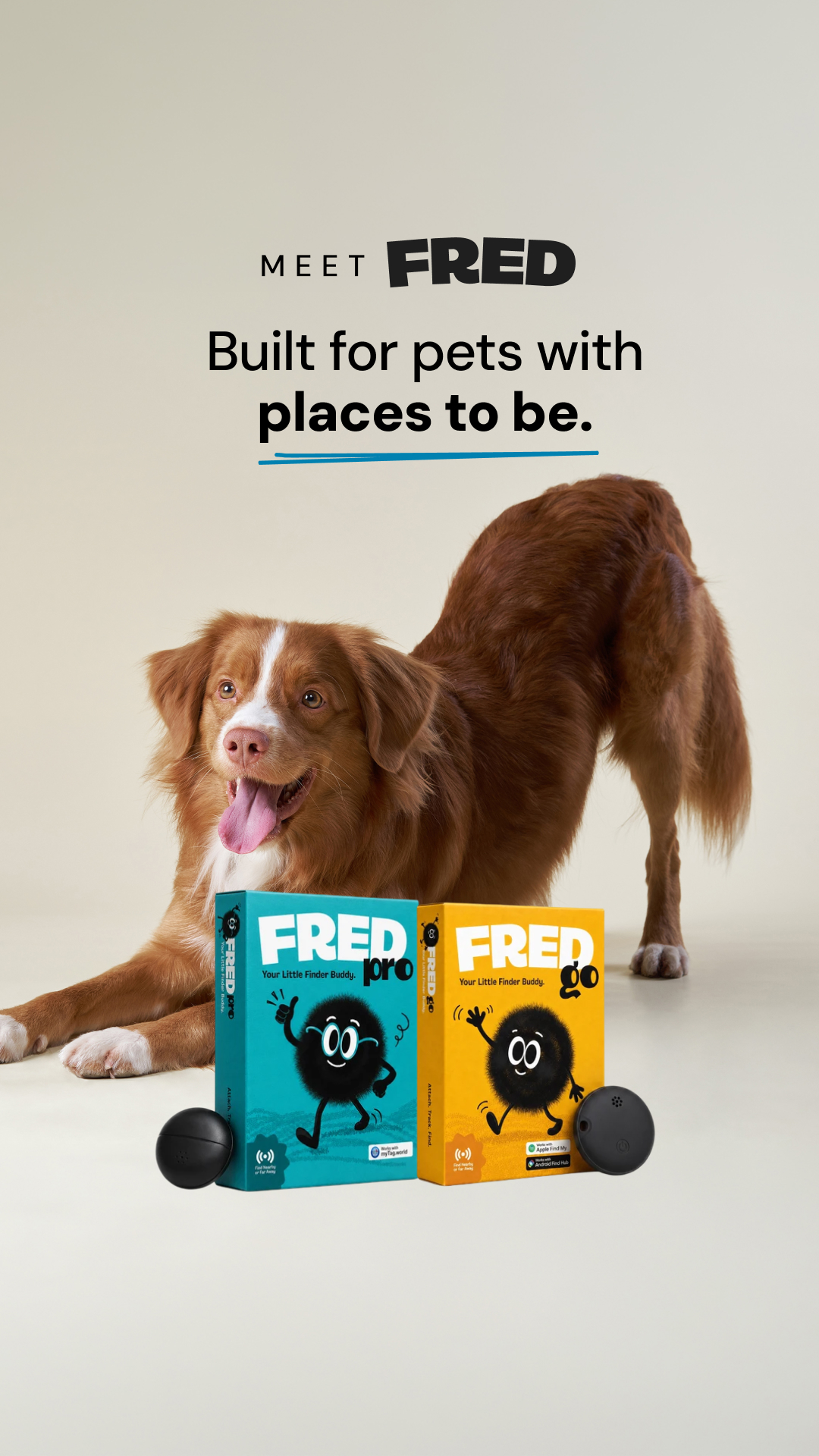 eDog Facebook ad: Muddy paws. Innocent face.