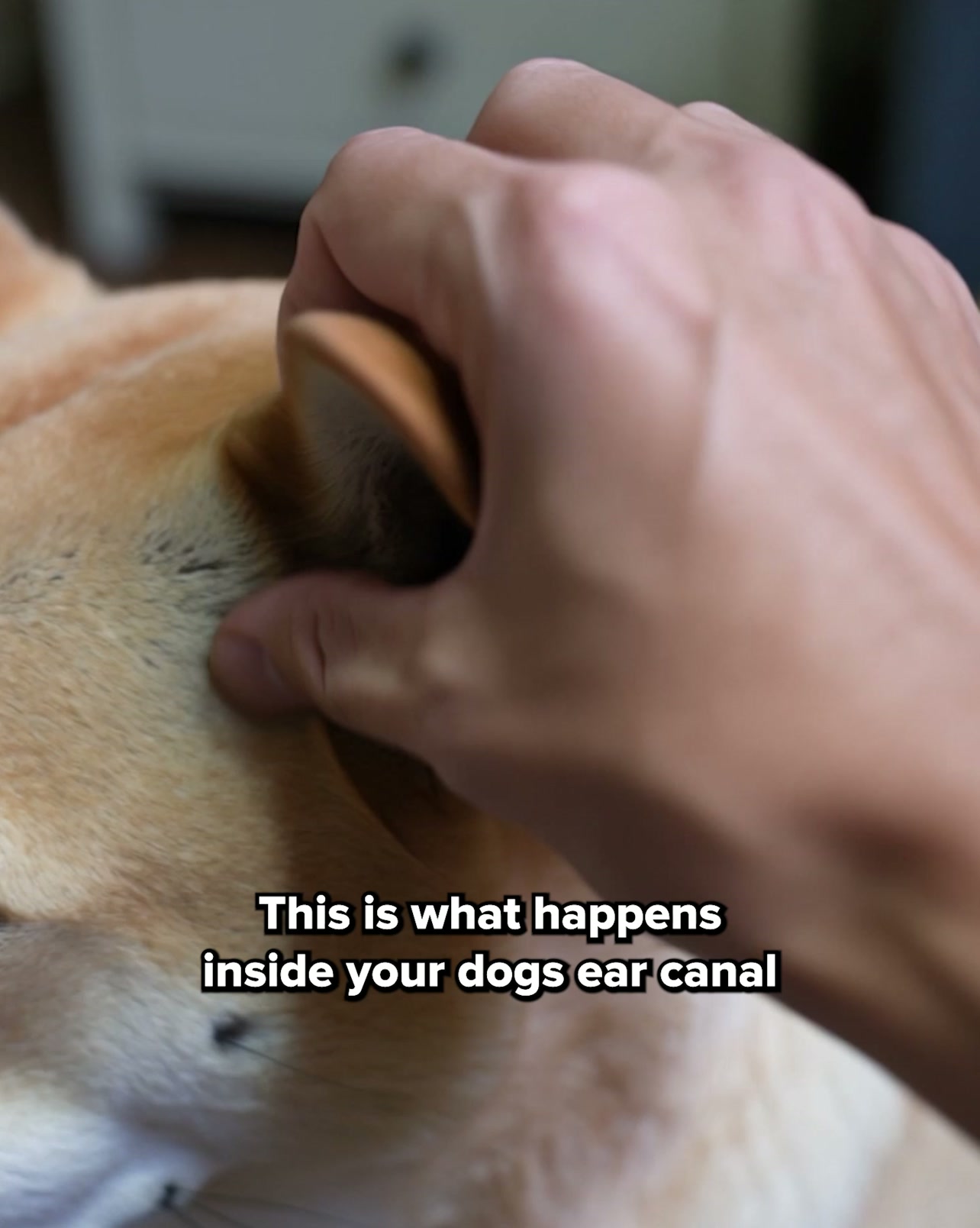 Fur Baby Hacks Facebook ad: What 30 Days of WaxOff Actually Looks Like