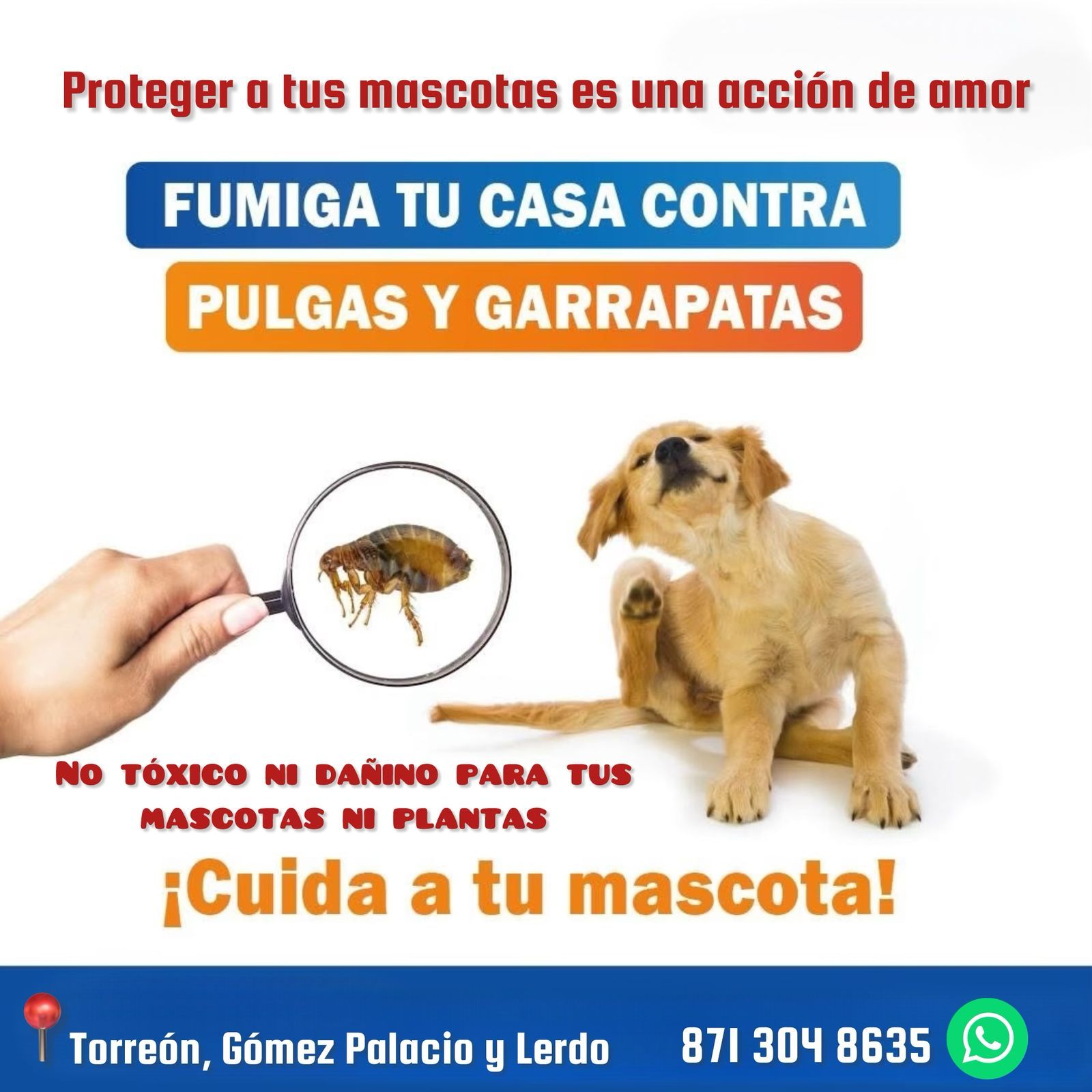 Servicios de Limpieza Ironclean Laguna Facebook ad: Protege a tus mascotas de enfermedades e infecciones