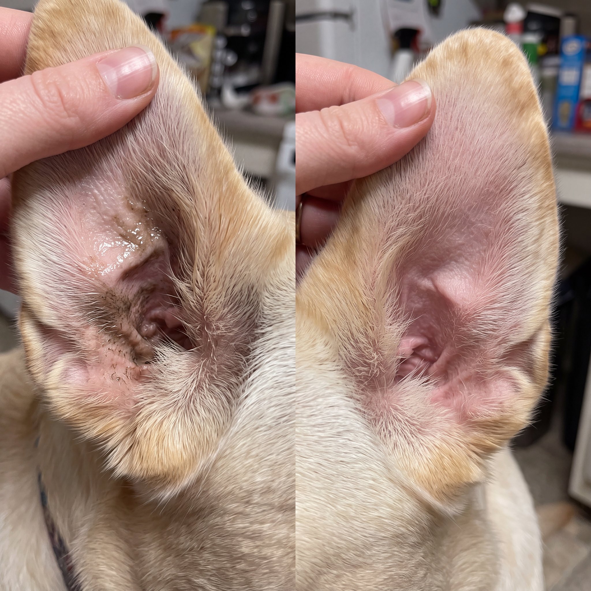 The Pet Ear Health Foundation Facebook ad: Cleaning more is what makes my ears greasier