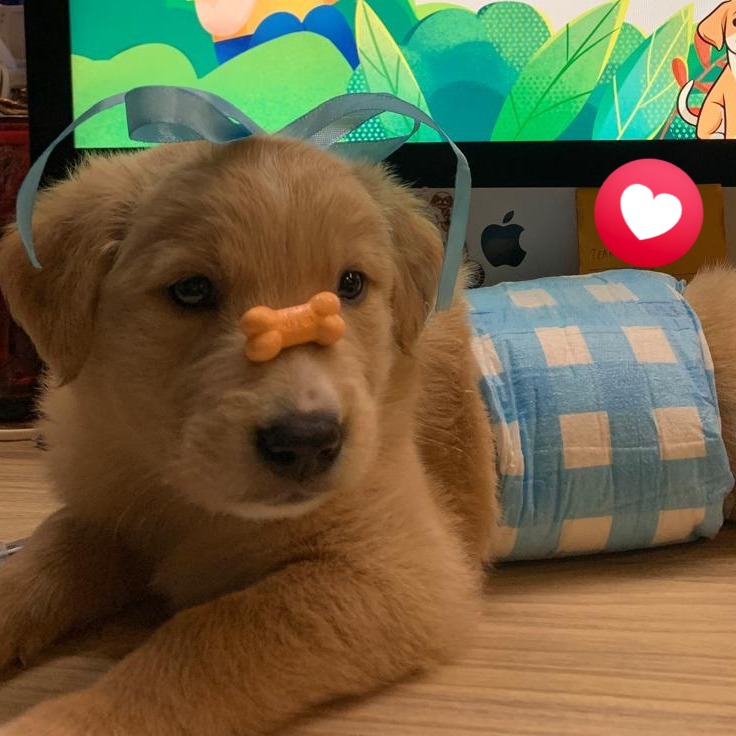 Darling Dear Pets Facebook ad