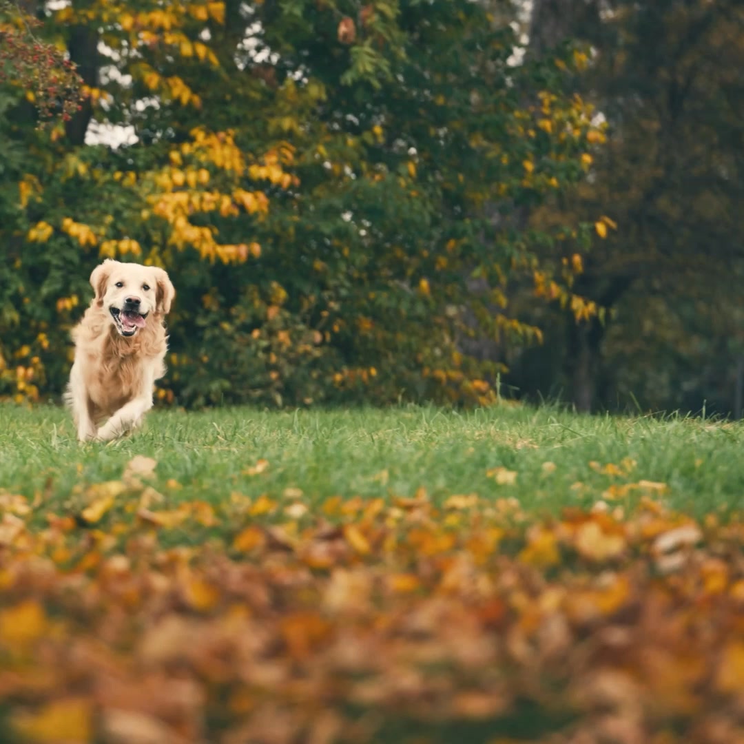 VICTOR Super Premium Pet Food Facebook ad: Available at Tractor Supply