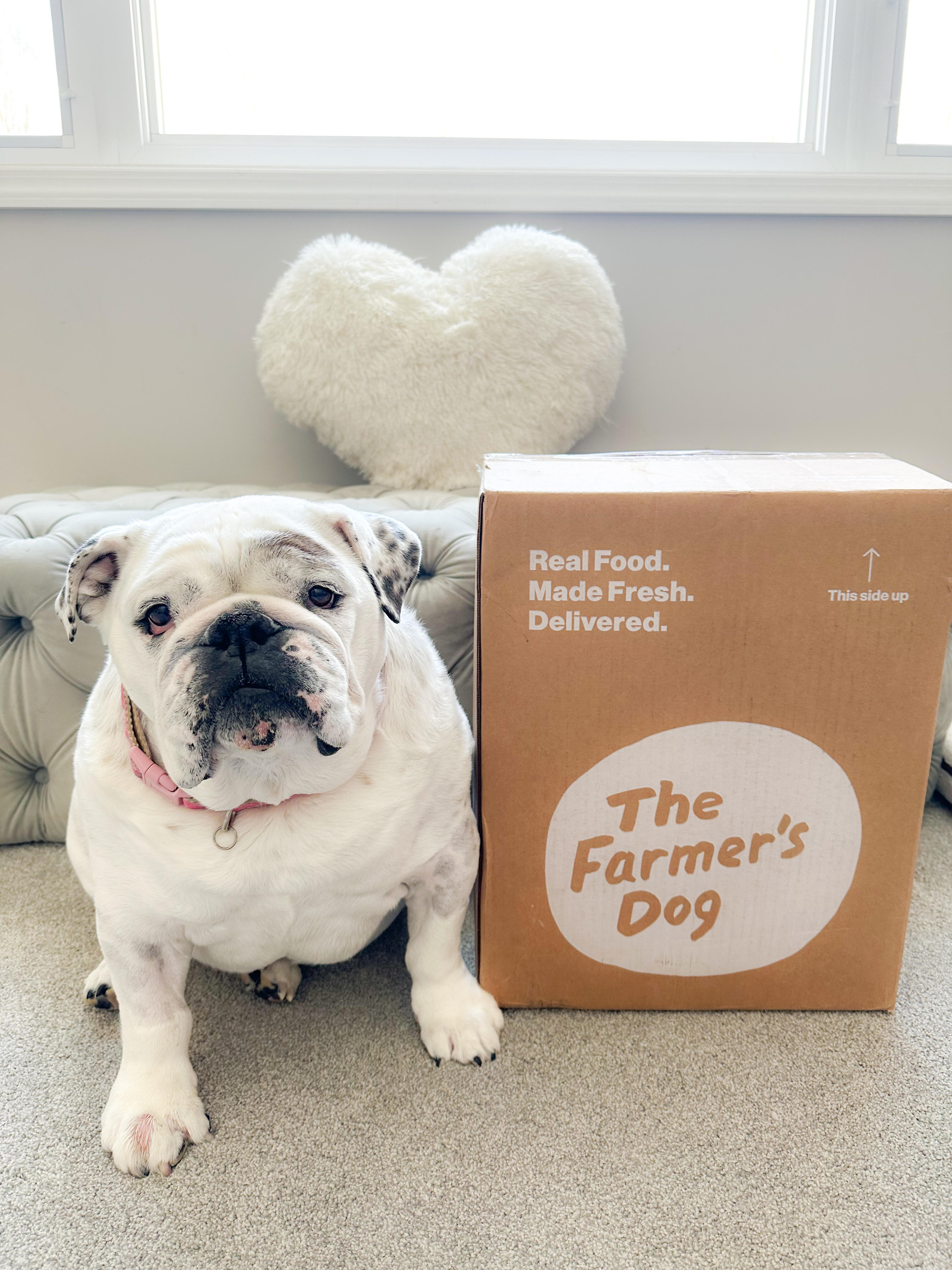 Eggnogthebulldog Facebook ad