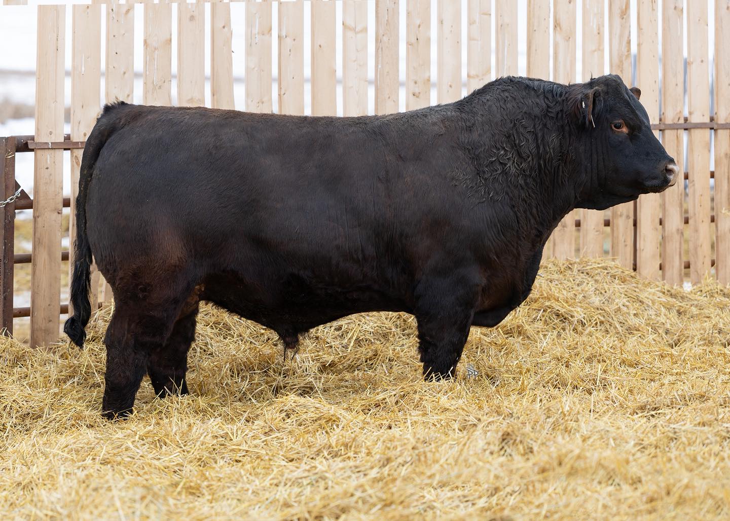 Tri-N Charolais Farms LTD Facebook ad