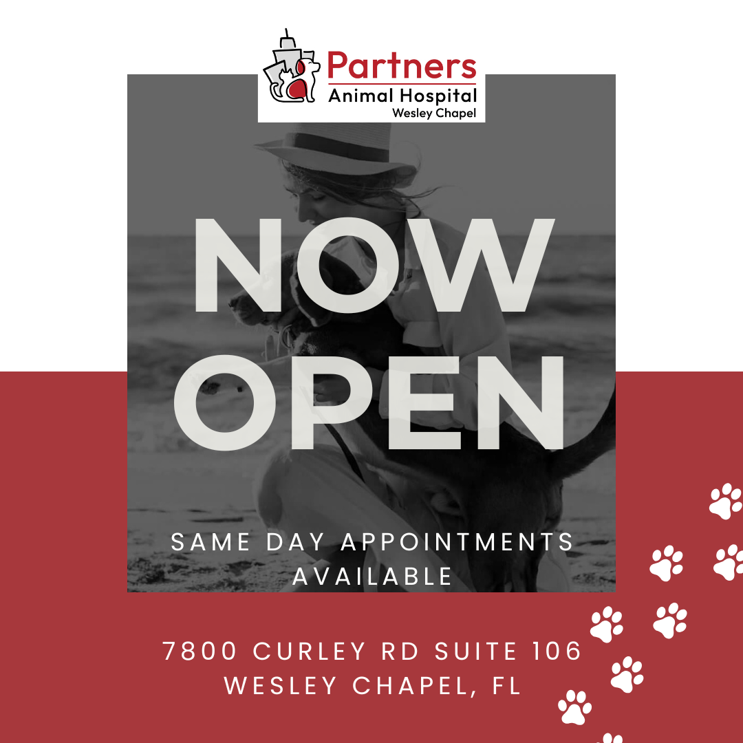 Partners Animal Hospital Wesley Chapel Facebook ad: Where Pets Come First