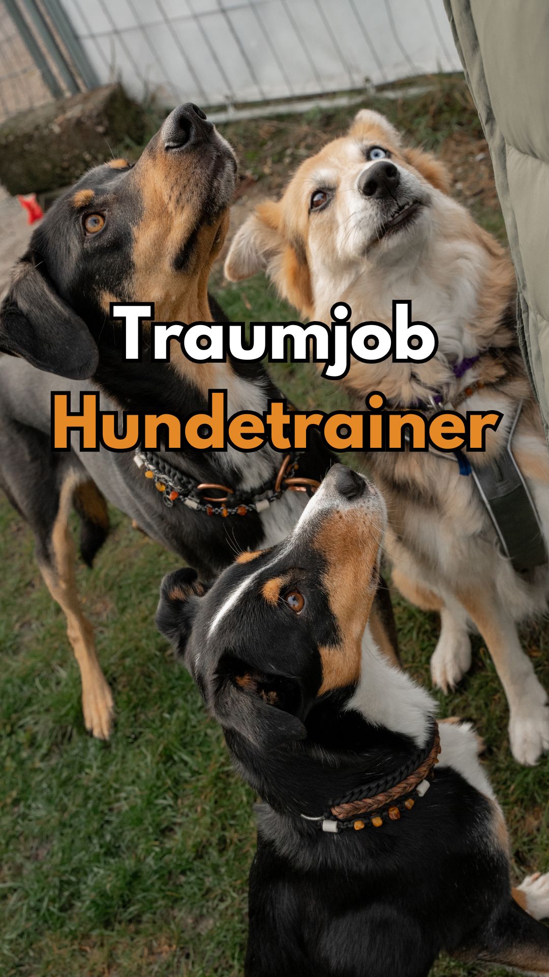 LakeDog - Akademie für Mensch & Hund Facebook ad from Feb 3, 2025