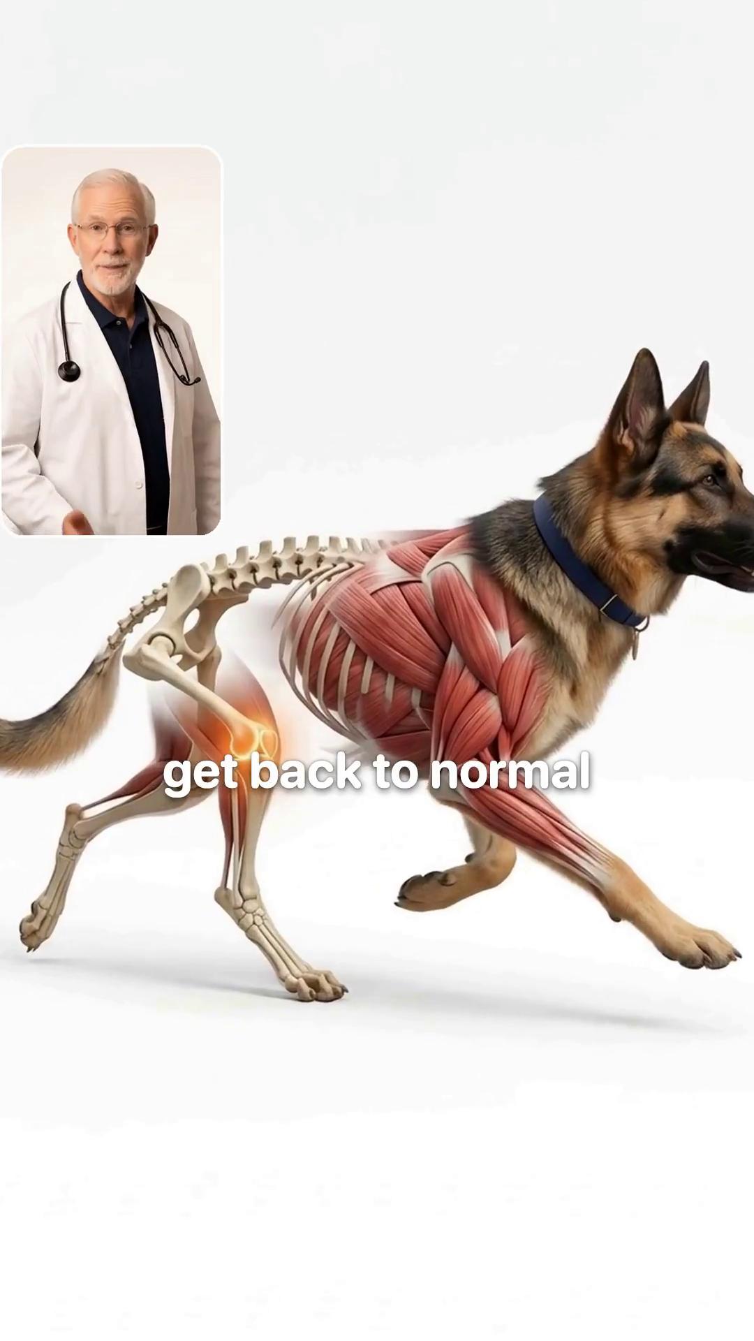 Vet-Recommended Pet Products Facebook ad: The Knee Nobody Operates On