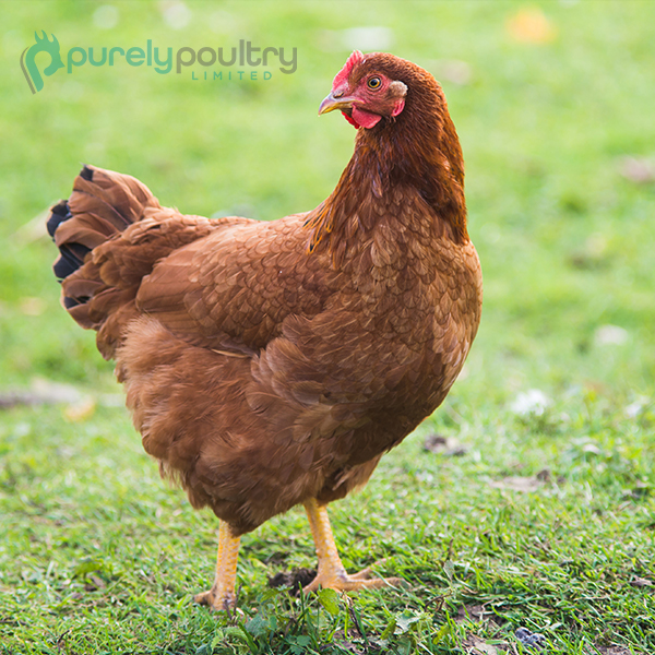 Purely Poultry Limited Facebook ad: Your First Flock Starts Here