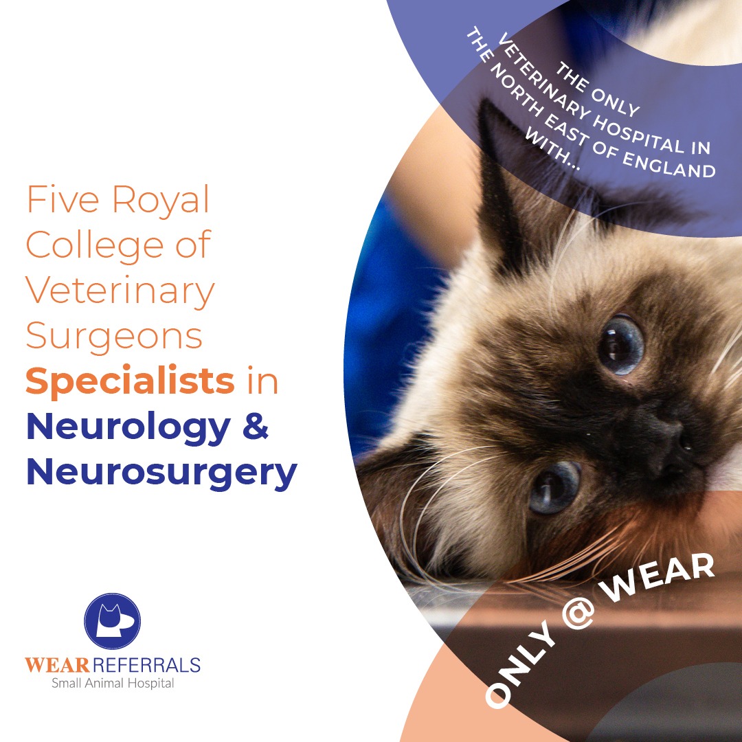 Wear Referrals Facebook ad: Our large team of Veterinary Specialists are trained…