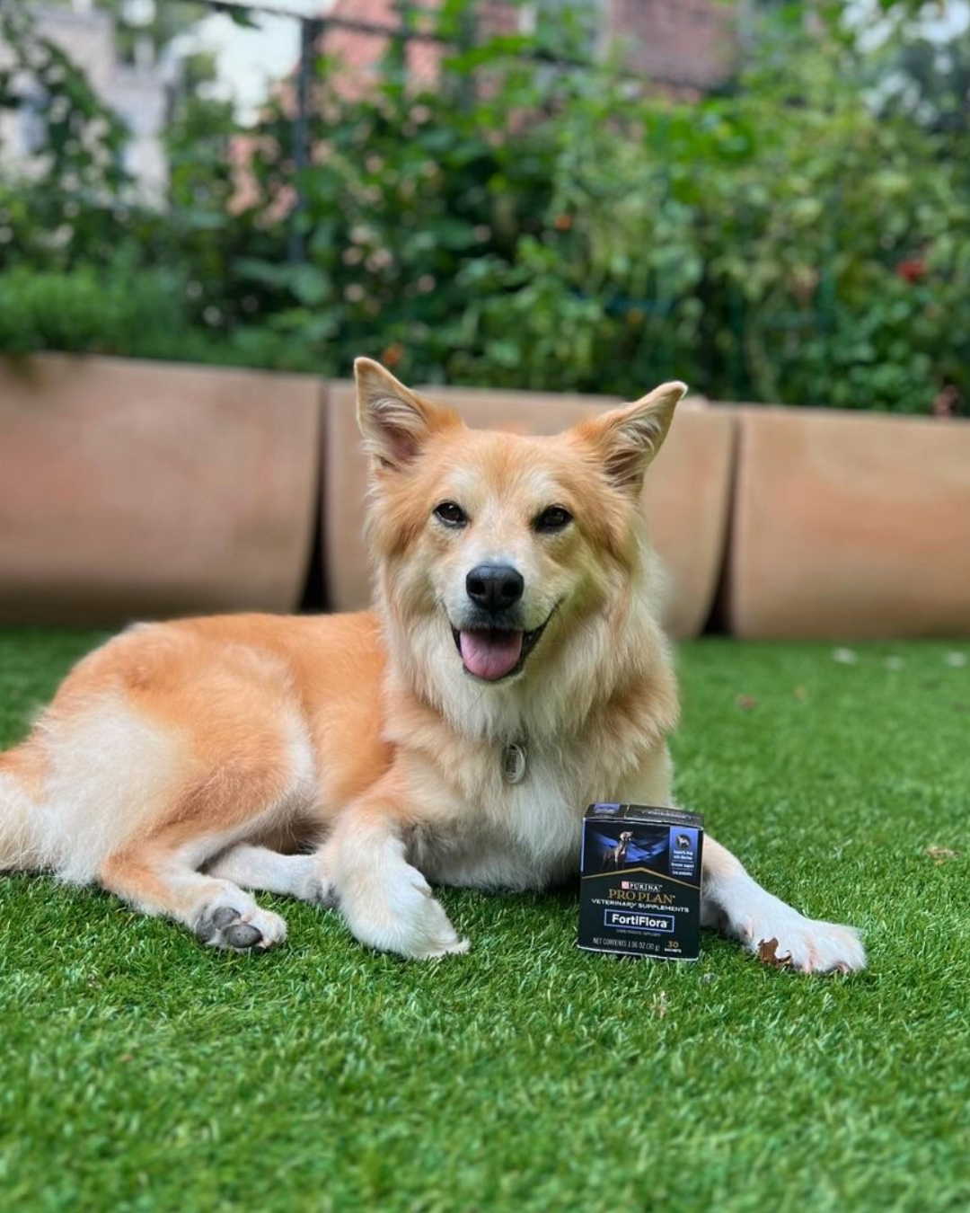 Purina Pro Plan Vet Facebook ad