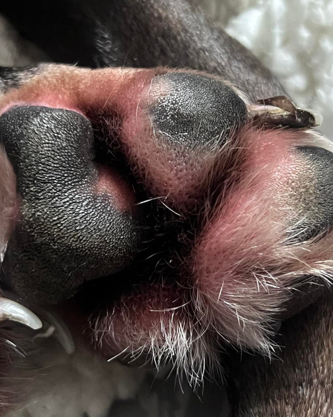 Dog Health Wisdom Facebook ad
