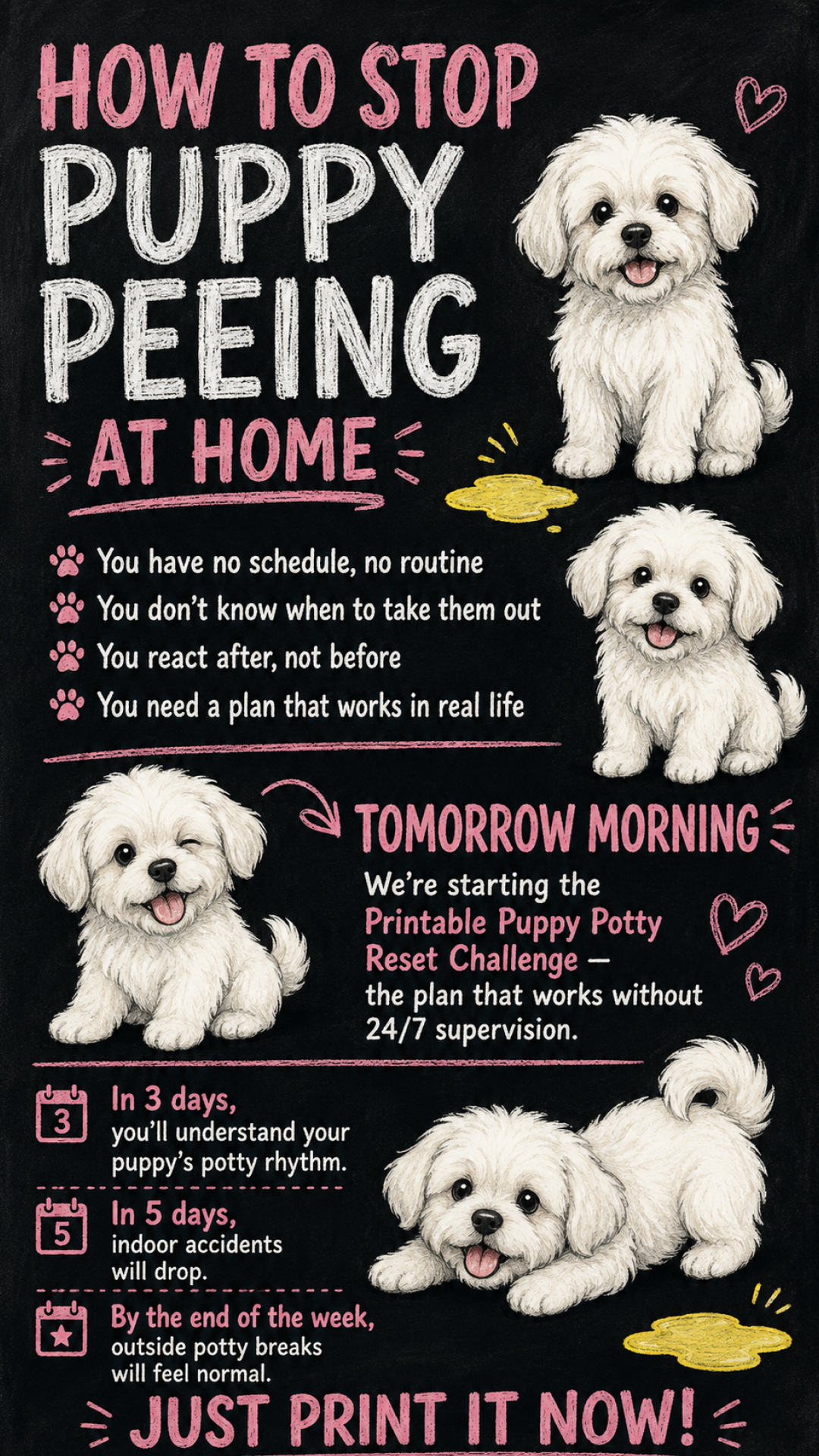 Ben Your Puppy Trainer Facebook ad