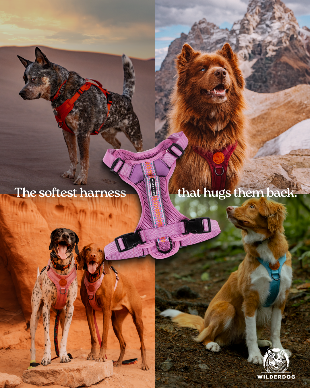 Wilderdog Facebook ad