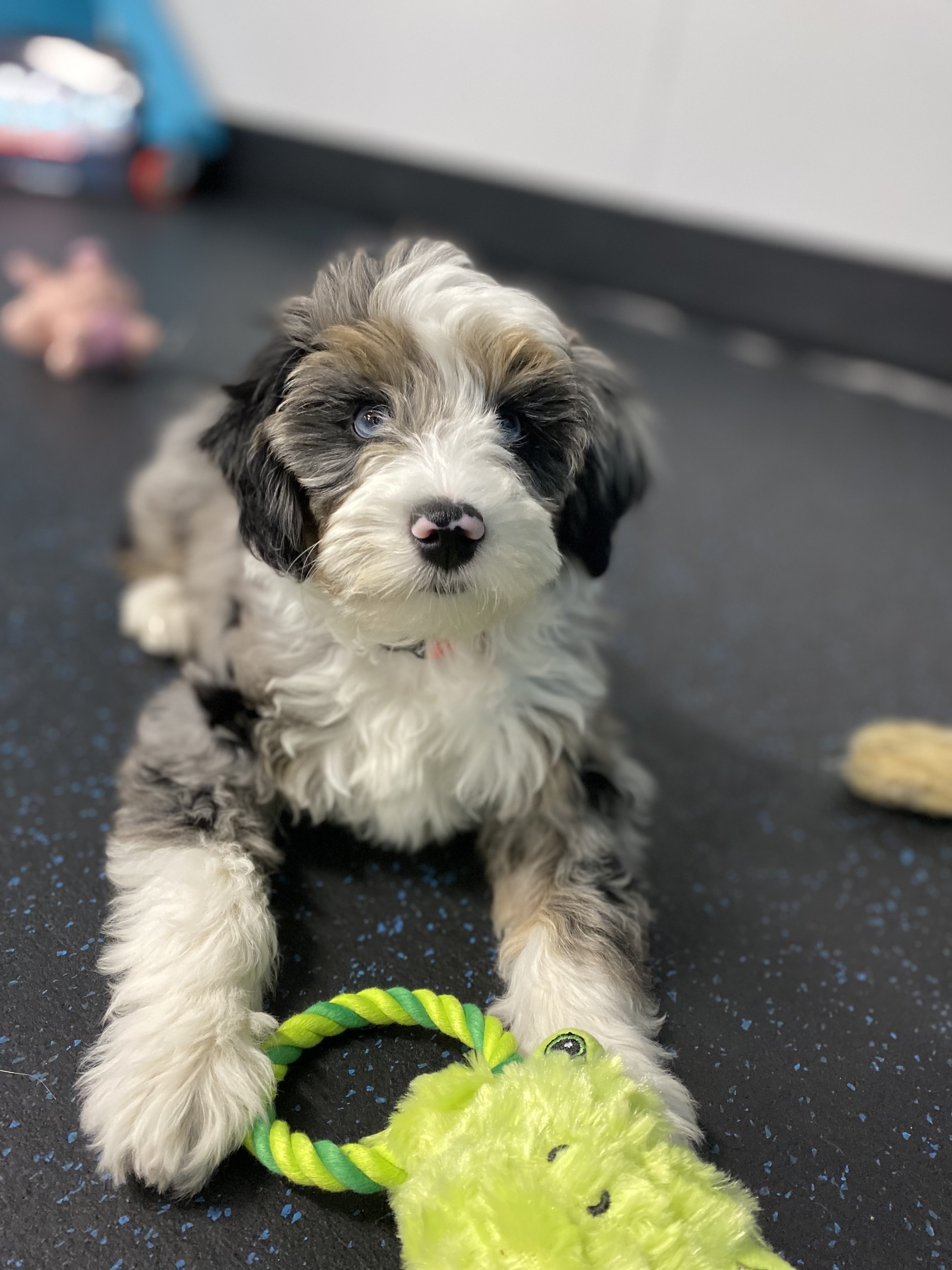 Canine Learning Academy Facebook ad: Puppy Training School Huntington Beach | Canine Learning…