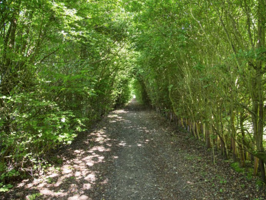 Oakfield Wood Wrabness Facebook ad: Oakfield Wood Wrabness - Rest in Nature