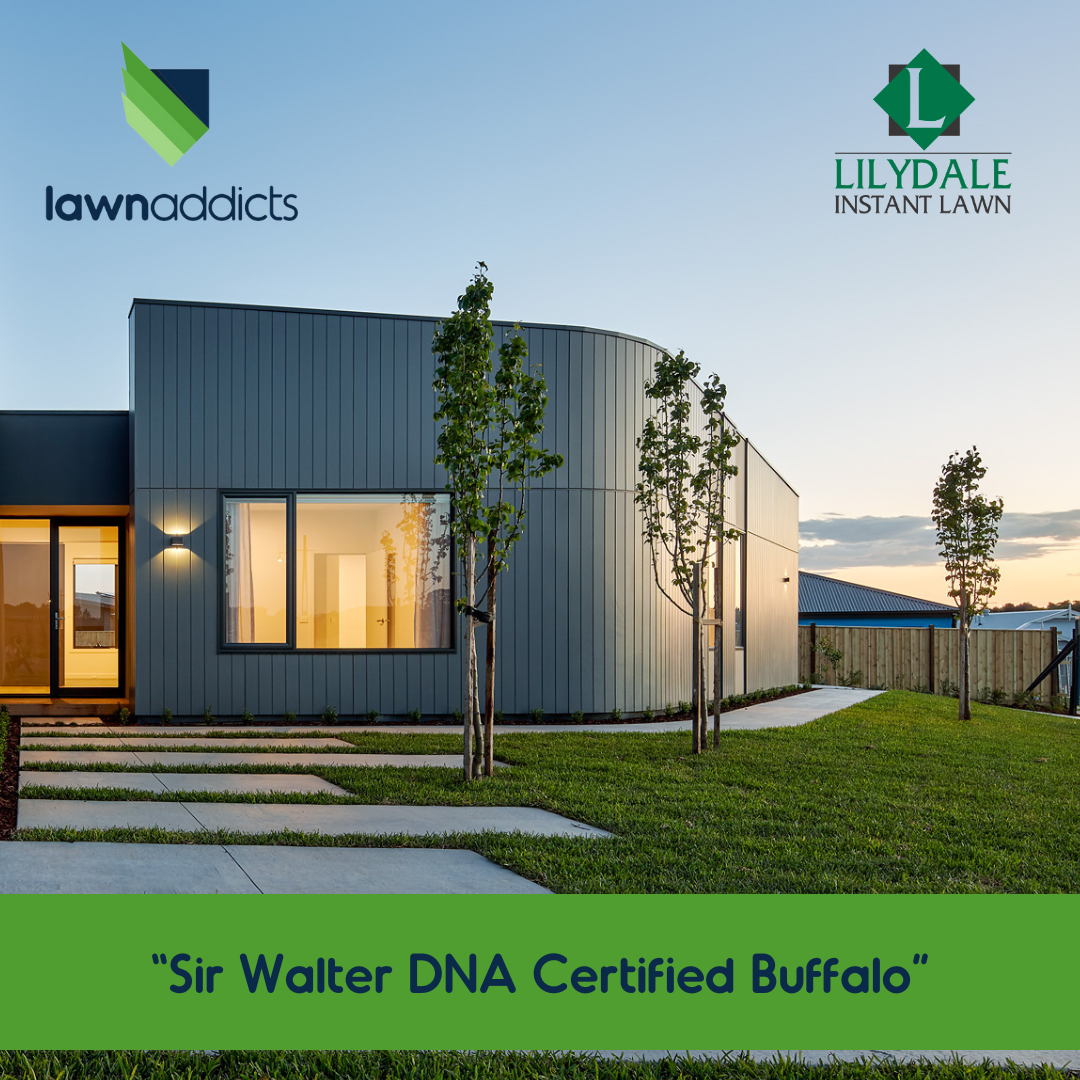 Lawn Addicts Facebook ad: We're excited to now stock Lilydale Instant Lawn-proudly…