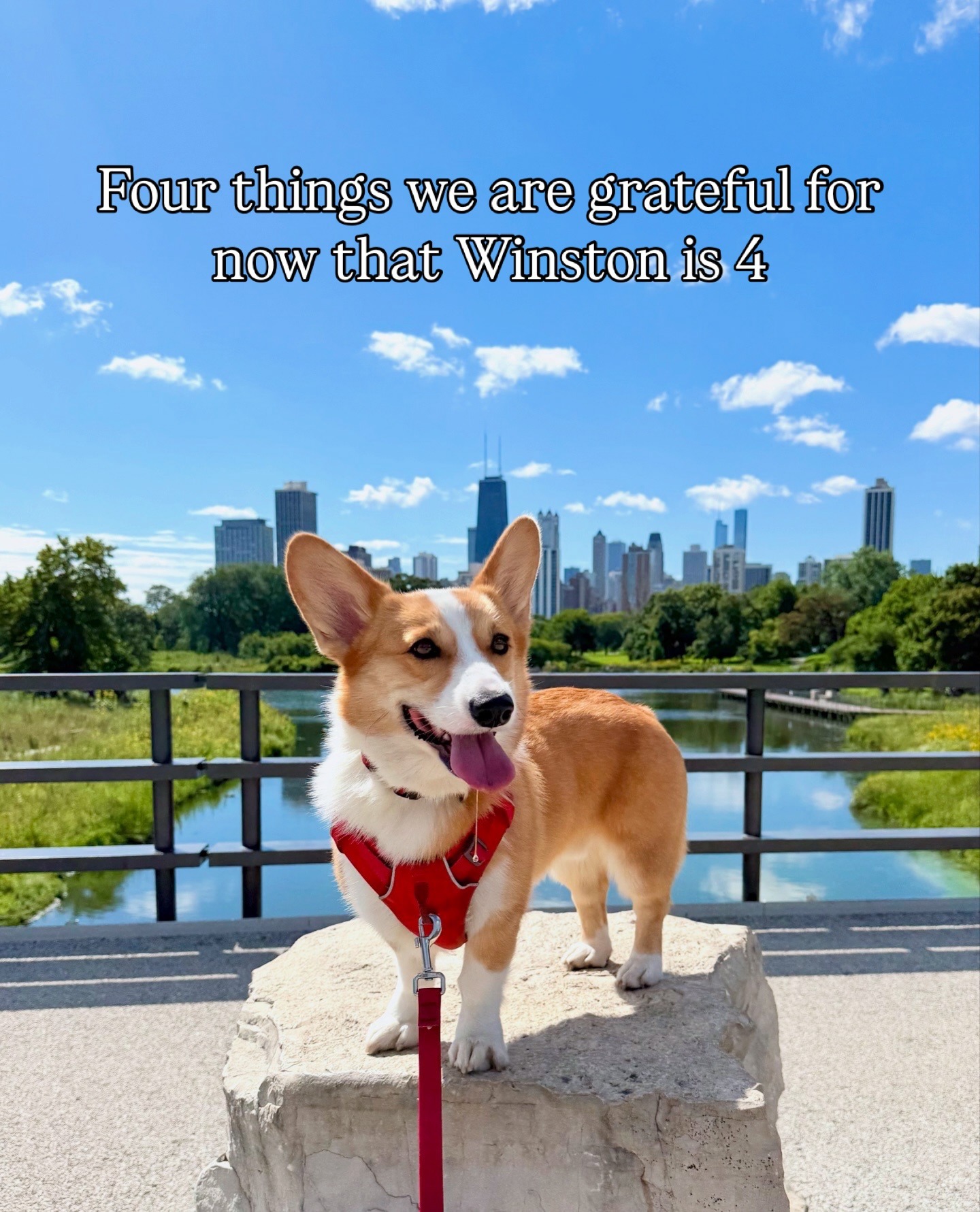 Winnycitycorgi Facebook ad