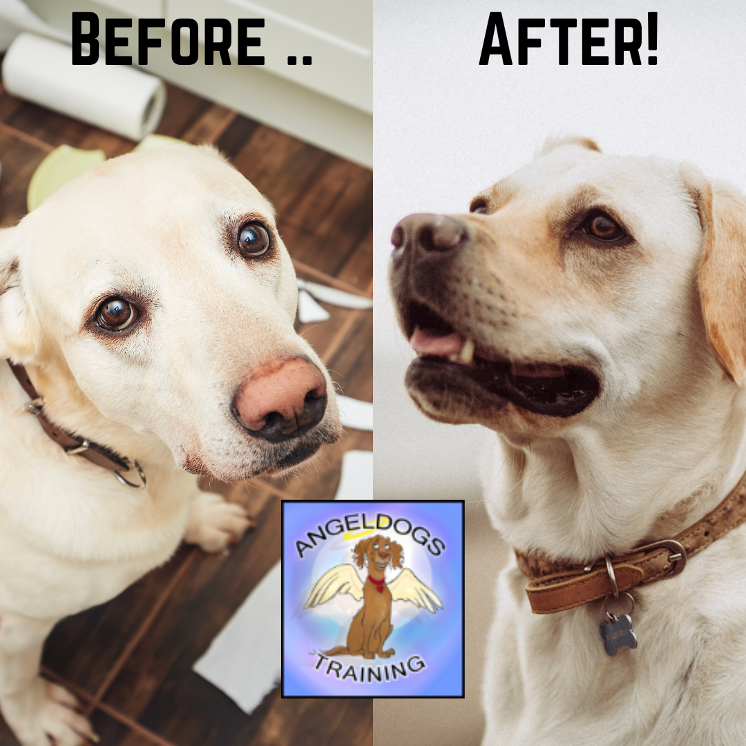 Santa Clarita Dog Training AngelDogs Facebook ad