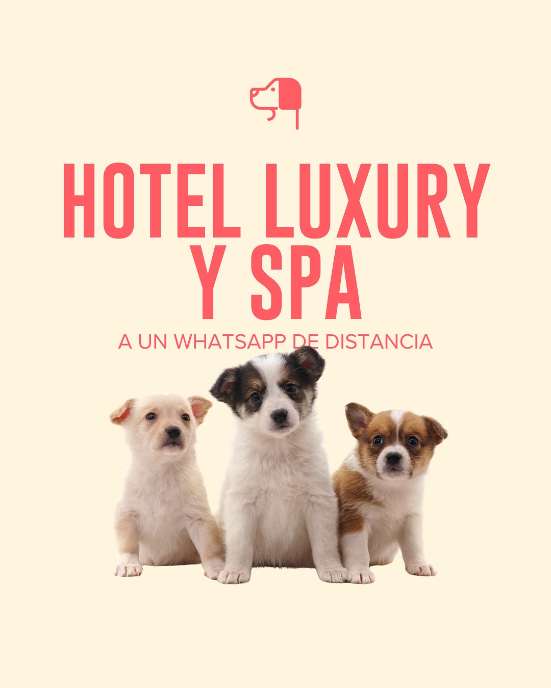 Mr. Dog on Point Facebook ad: ¡VAMOS A CONSENTIR A TU LOMITO!