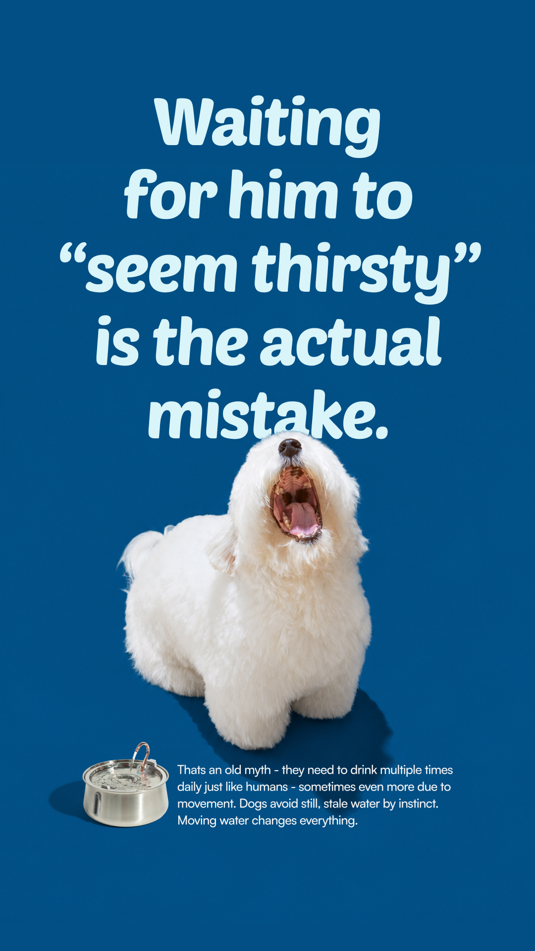 Rhykin Pet Co Facebook ad