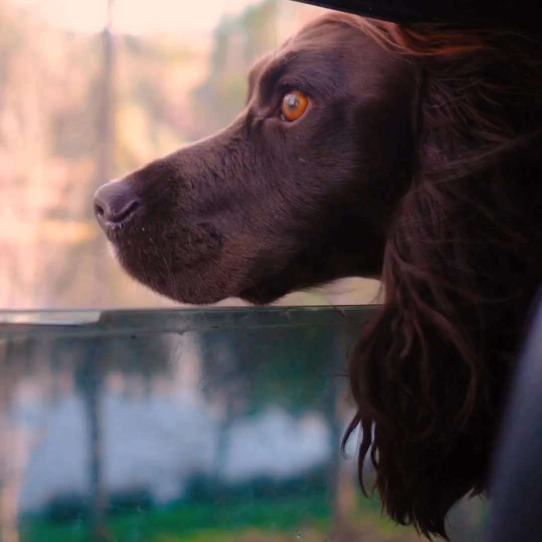 Forthglade Natural Pet Food Facebook ad: Every Dog Deserves Natural Wholesome Food