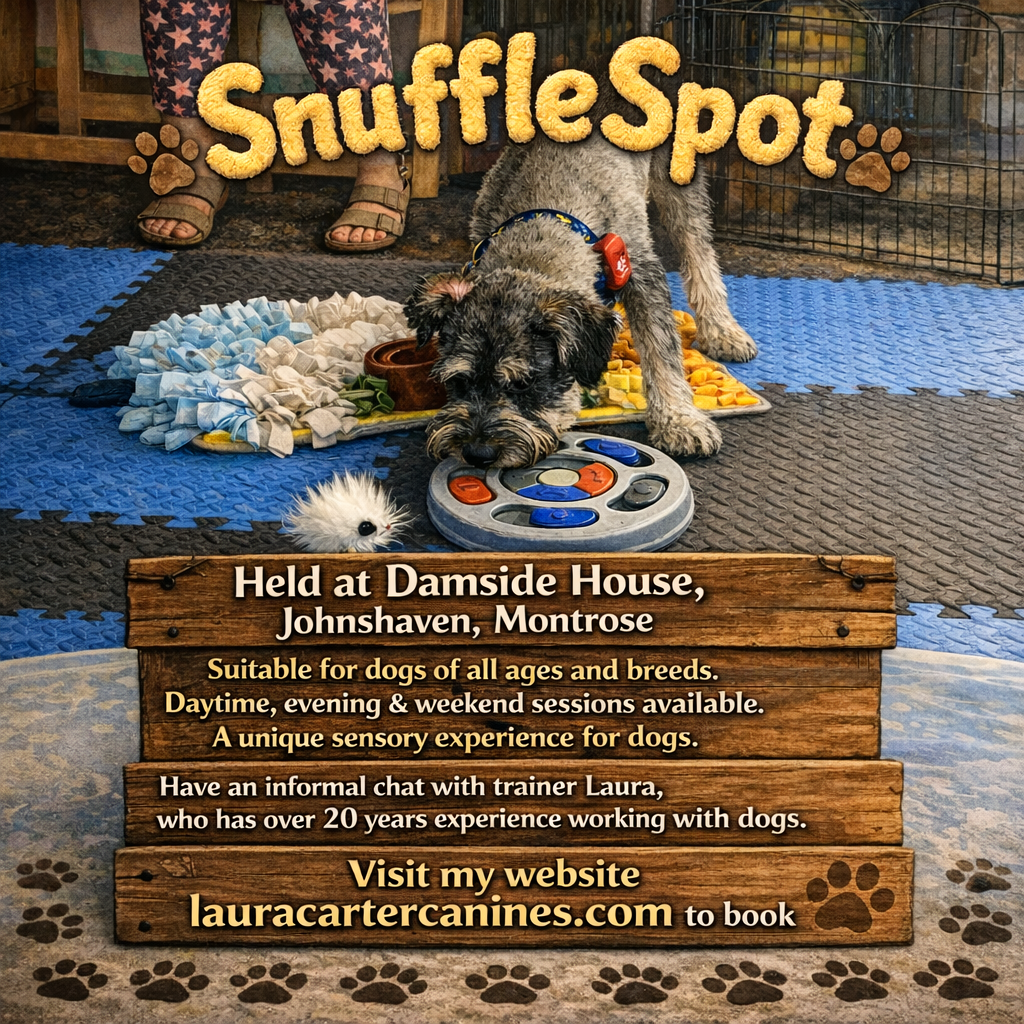 Laura Carter Canines Facebook ad: Indoor dog fun - DD10