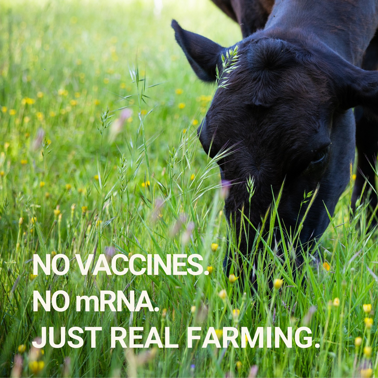 Sonny's Farm Facebook ad: Reclaiming food, one pasture at a time.