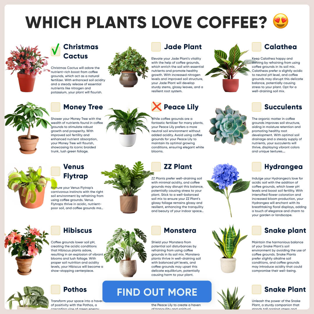 Chloe Bennett - Indoor Jungle Facebook ad: Take a Quiz Now!