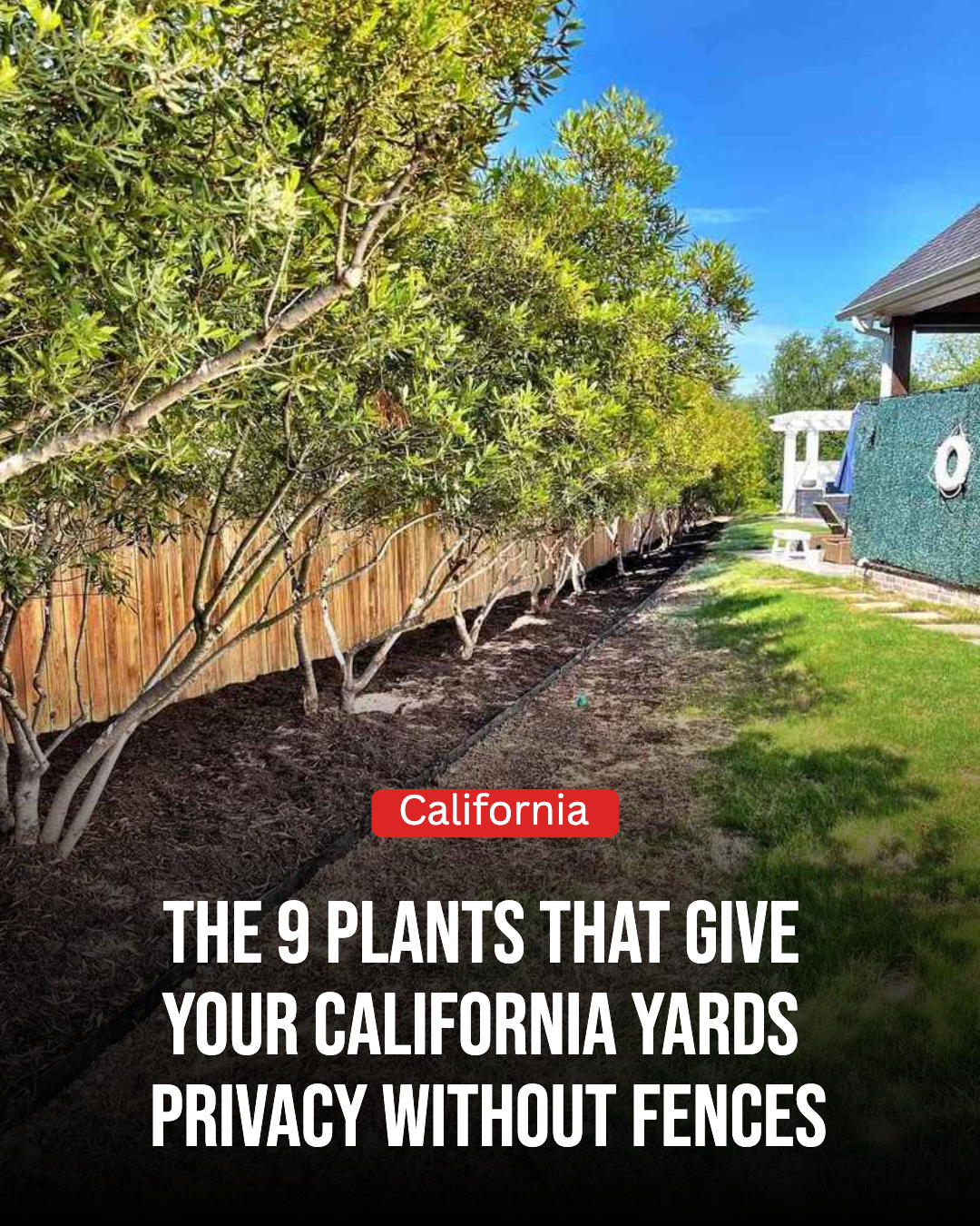 California Gardener Facebook ad: 9 Plants That Give Your California Yards Privacy Without…