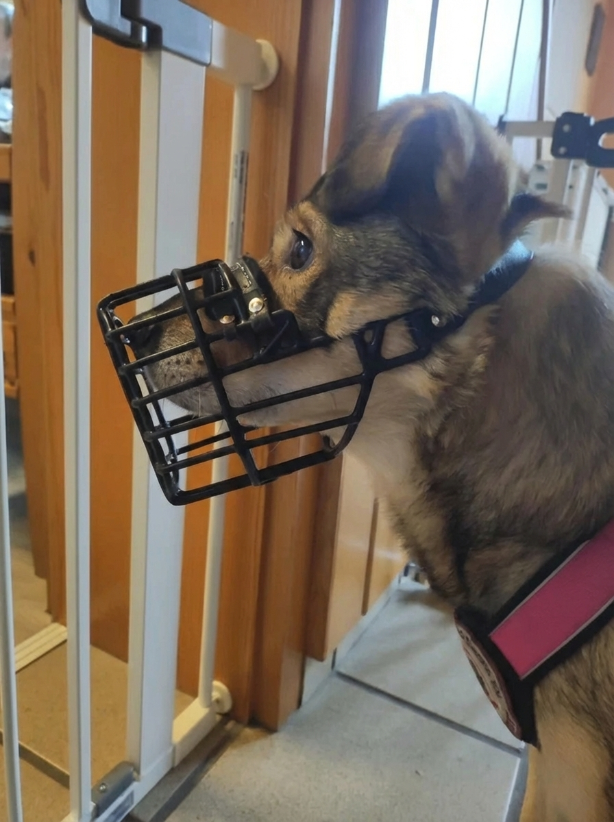 Canine Stress Research Institute Facebook ad