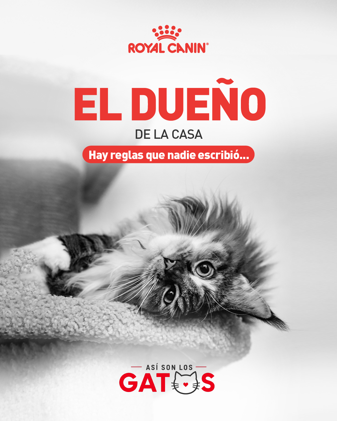 Royal Canin Facebook ad: Descubre más sobre cuidado preventivo de los gatos…