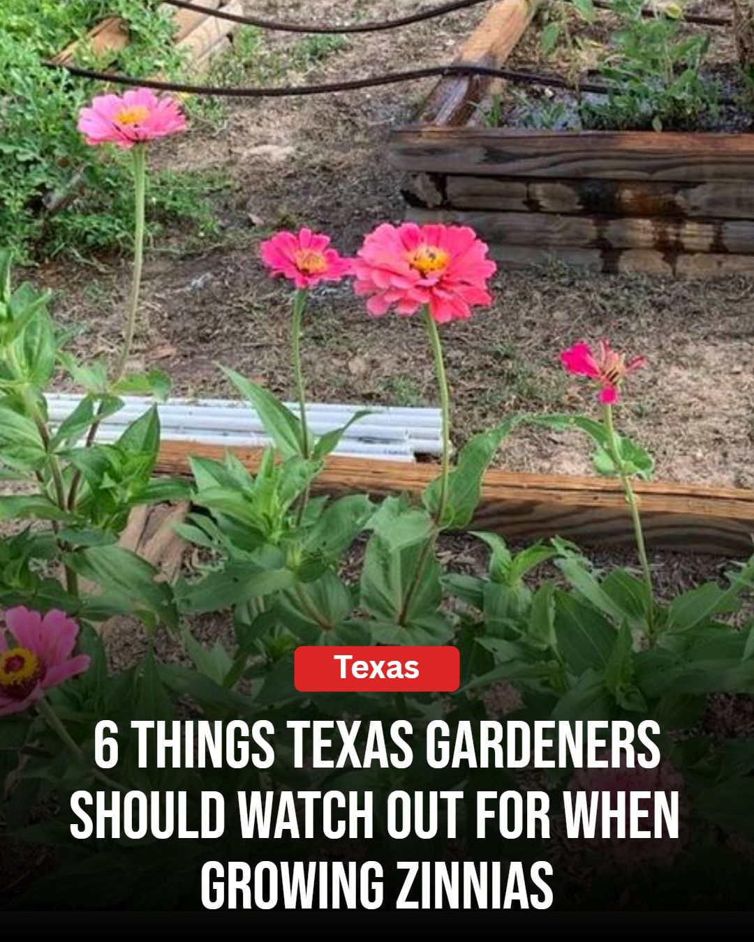 Texas Gardener Facebook ad: 6 Texas Gardening Mistakes To Avoid If You’re Growing…