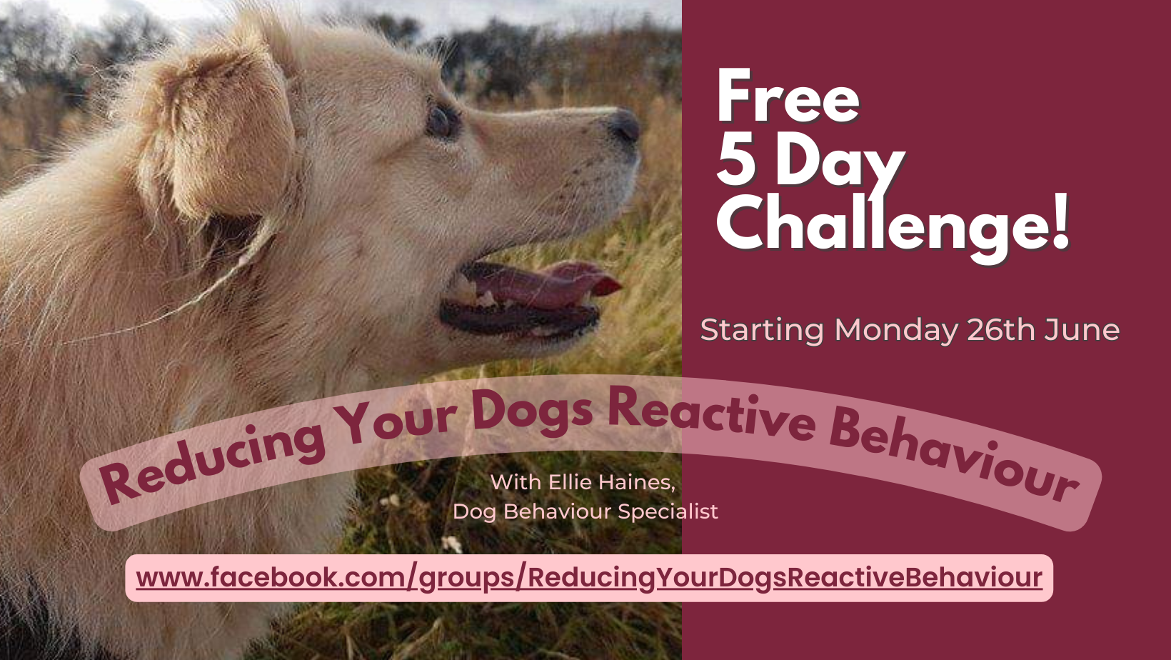 Ellie's Dog Behaviour Vault Facebook ad: Ellie's Dog Behaviour