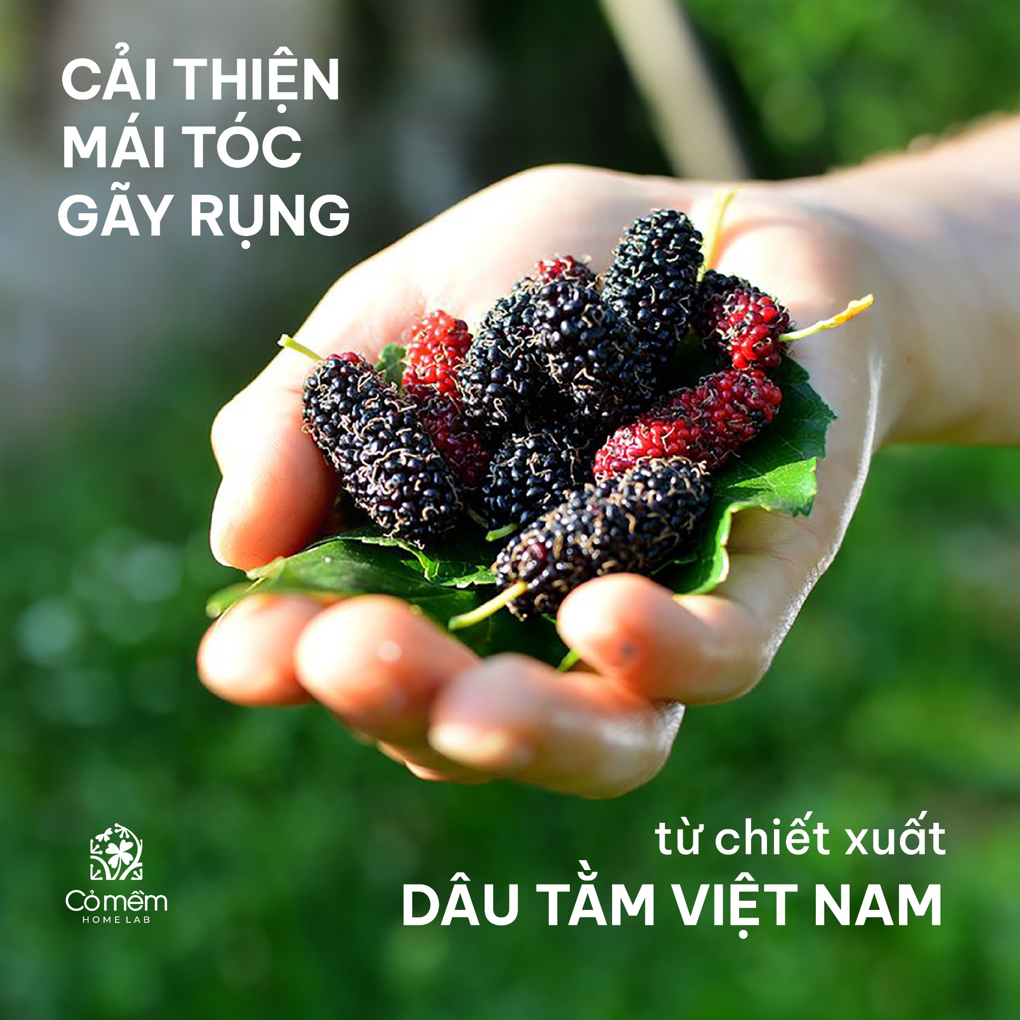 Cỏ mềm HomeLab Facebook ad