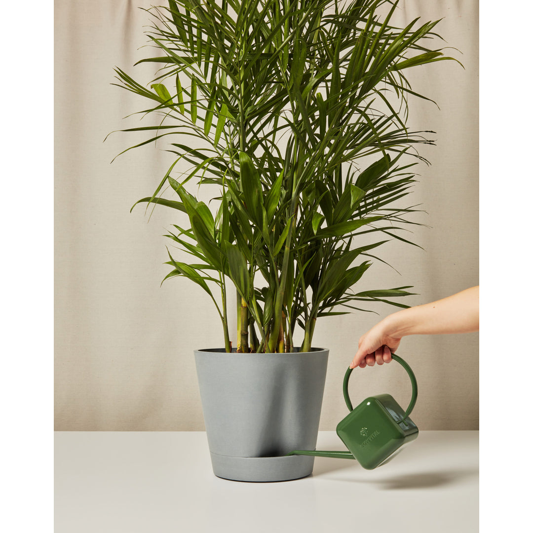 Bloomscape Facebook ad: Fast + Easy Plant Delivery